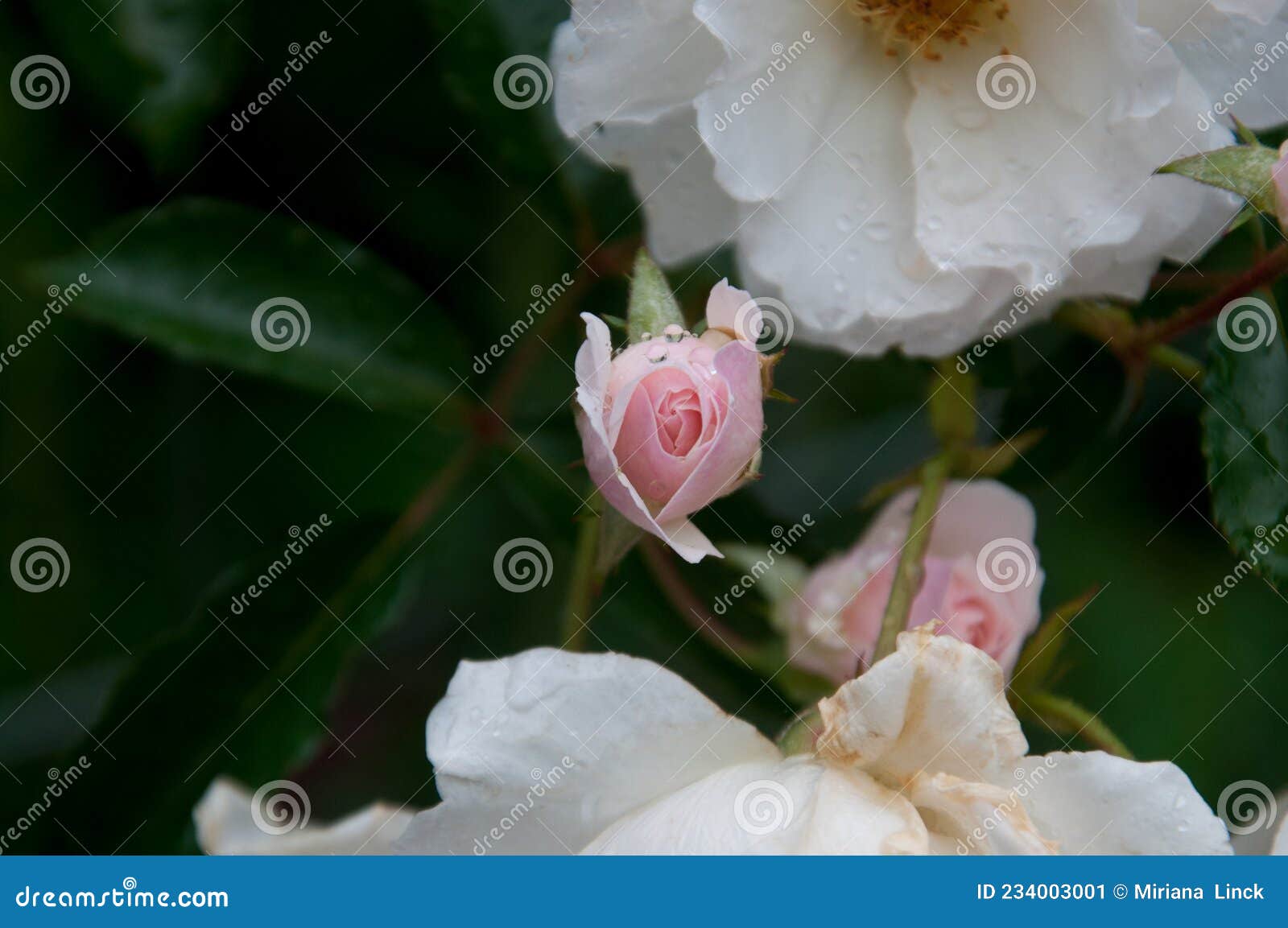 beautiful rose in spring
