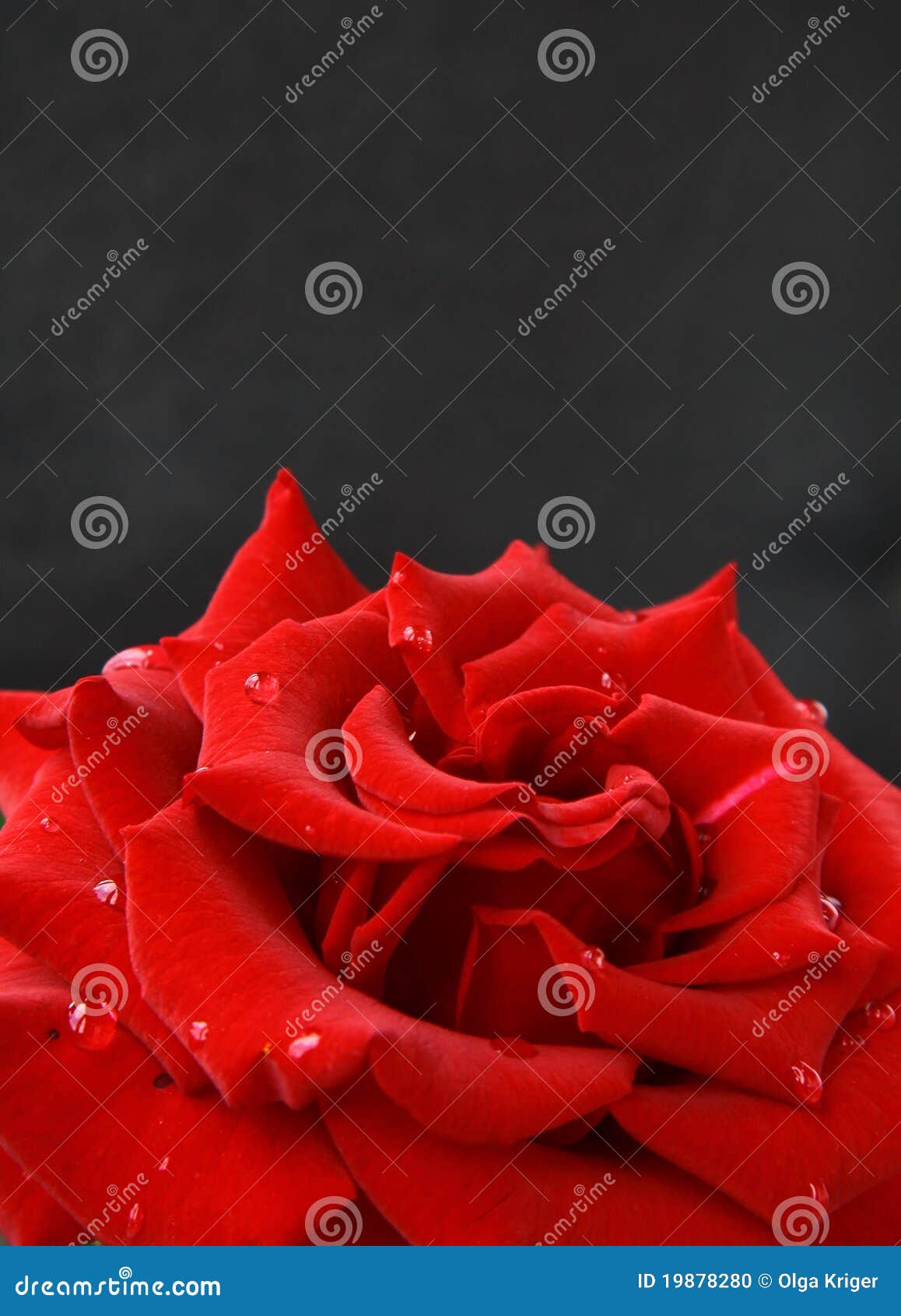 Beautiful Rose with Water Drops Stock Photo Image of marriage, darling 19878280