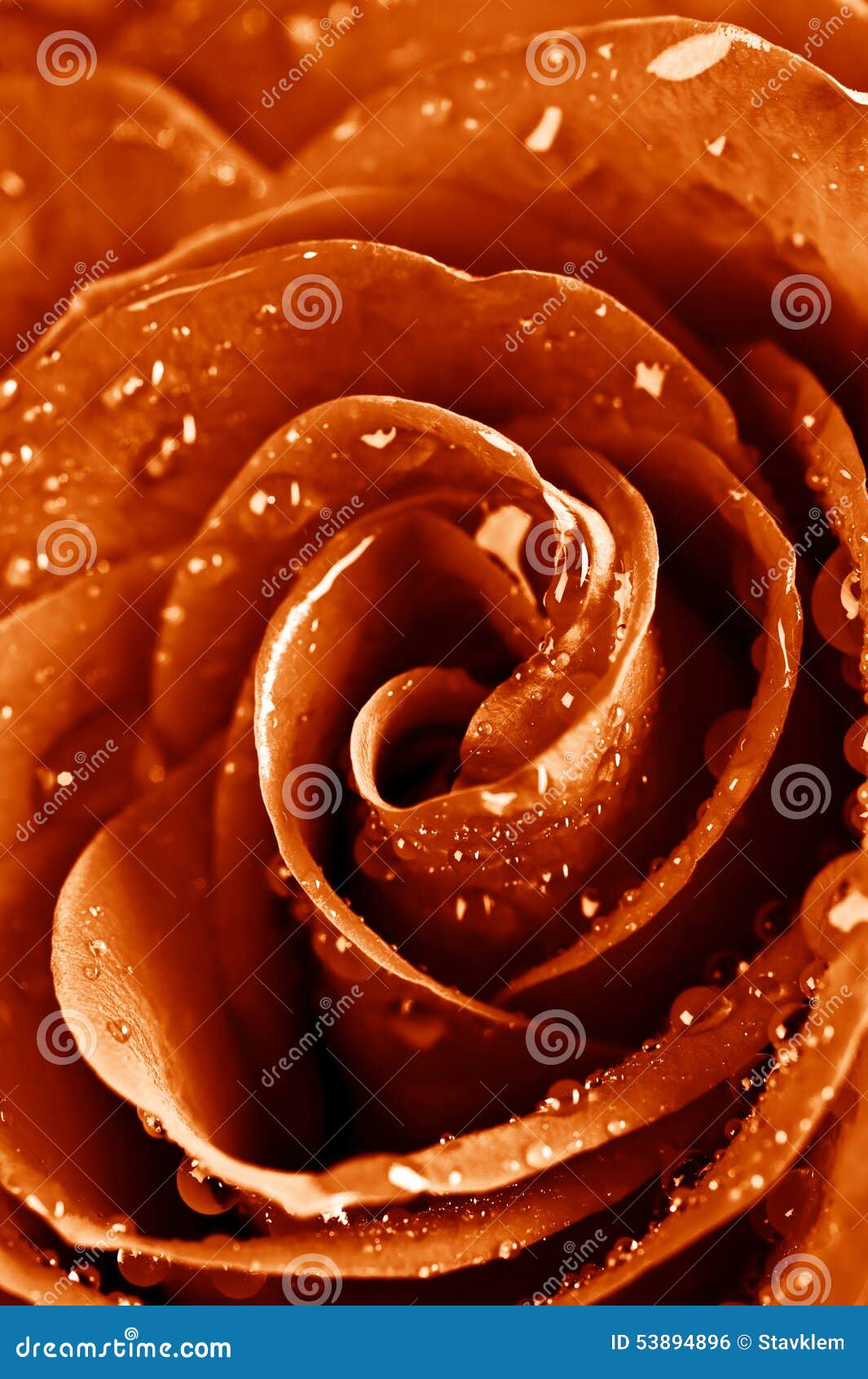 Beautiful Rose with Water Drops Stock Photo Image of fragrant, nature 53894896