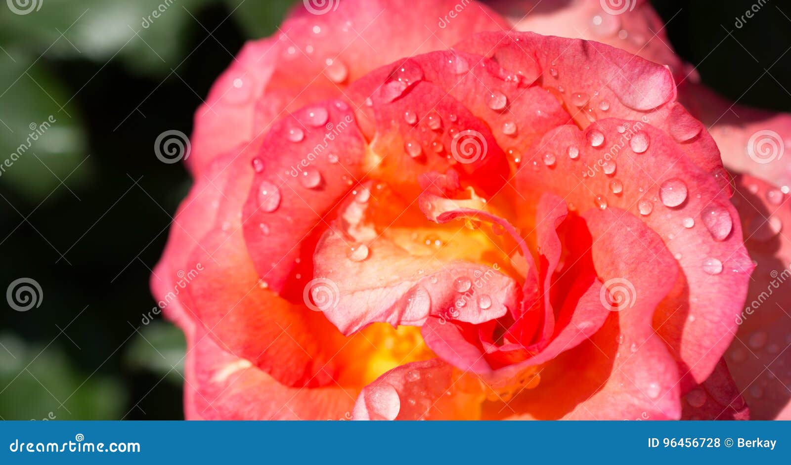 Beautiful Rose with Water Drops Stock Photo Image of love, fresh 96456728