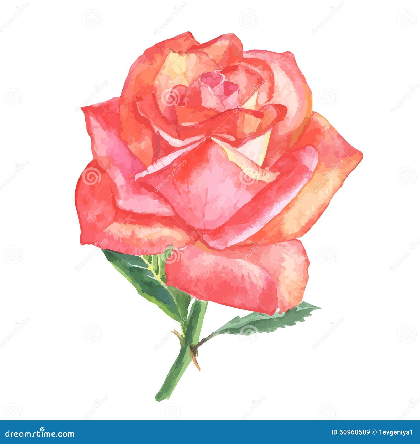 Beautiful Rose Watercolor Hand-painted Isolated on White Background ...