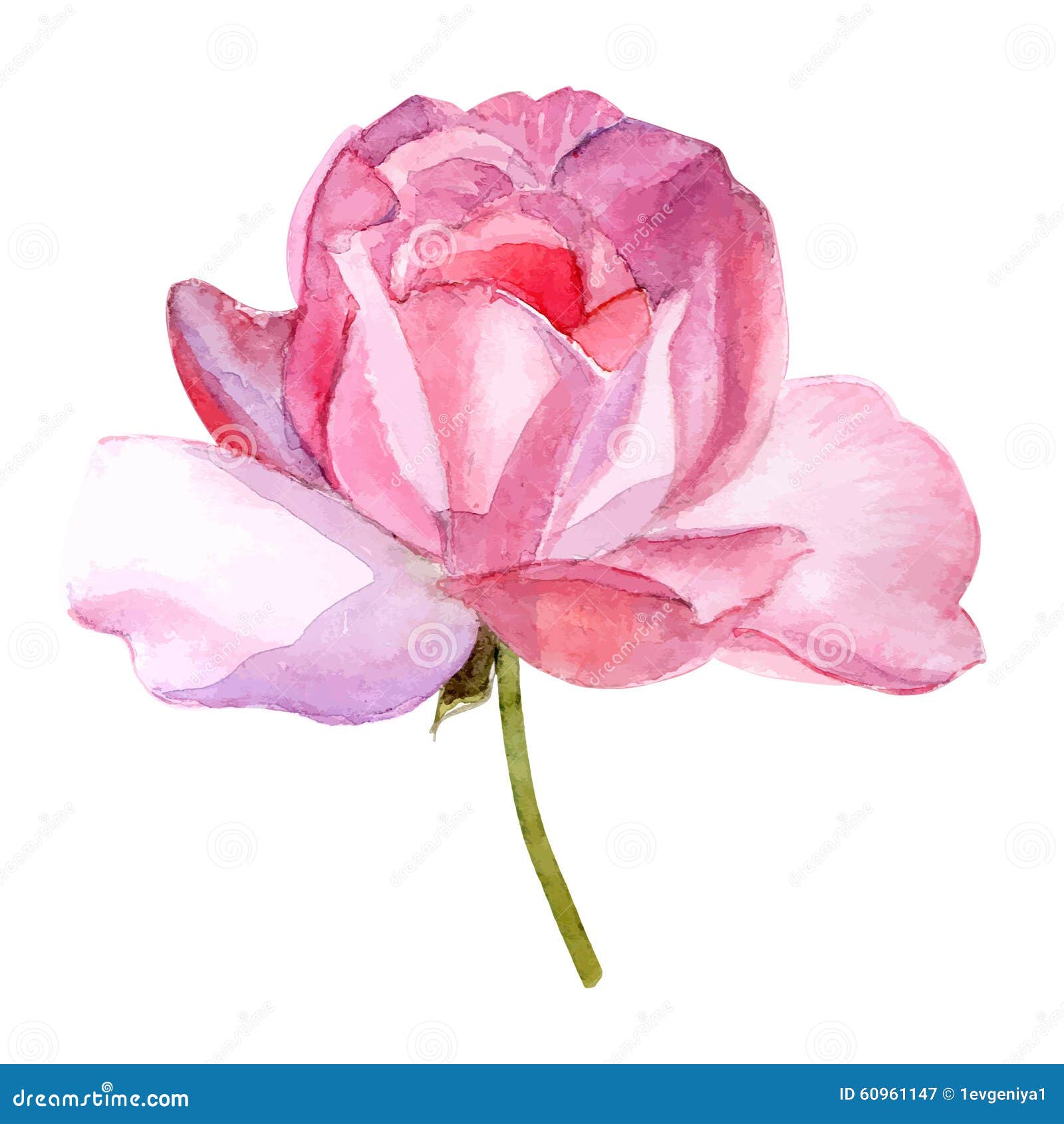 Watercolor Rosebud Isolated on White. Hand Draw Illustrations. Stock Image  - Image of drawing, birthday: 242555941