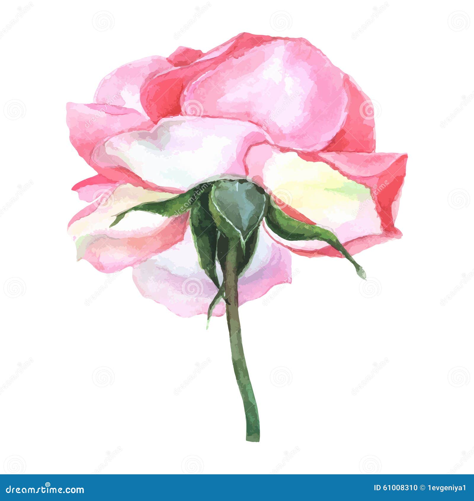 Beautiful Rose Watercolor Hand-painted Isolated on White Background ...