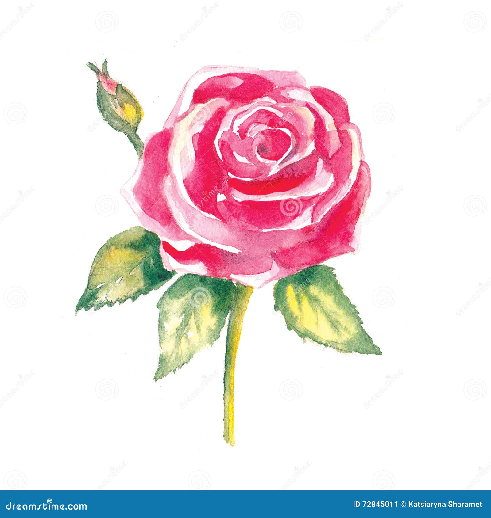 Beautiful Rose, Watercolor Painting on a White Background Stock ...