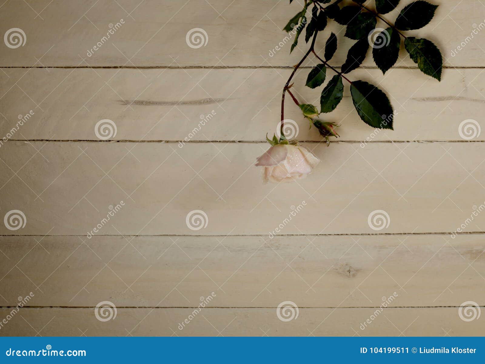 Beautiful Rose on White Background Stock Image - Image of plant ...