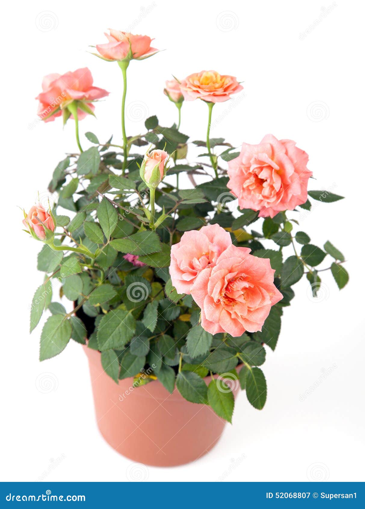 beautiful rosebush in a pot