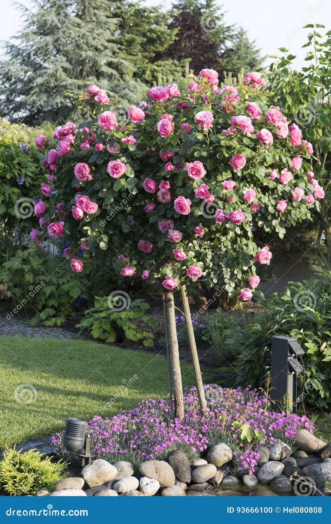Rosebush, Flowering Beautiful Pink Rosebush in Garden Stock Photo