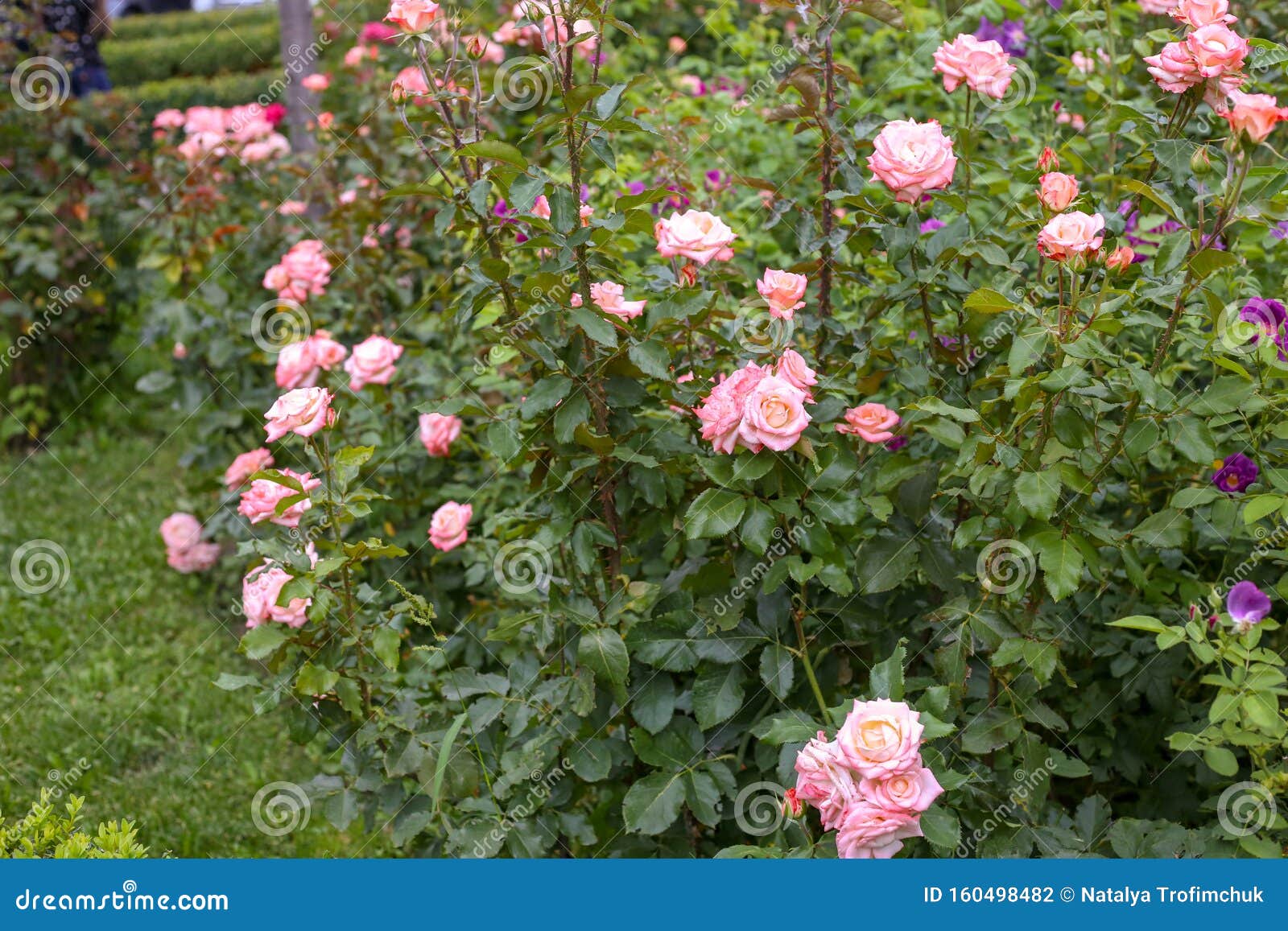 Beautiful Roses Bloom in the Garden Stock Photo Image of floral