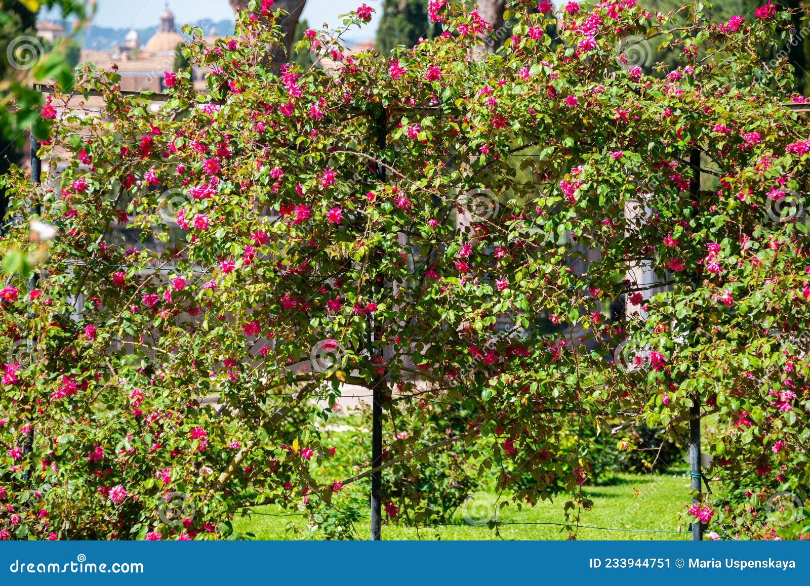 Beautiful Roses Blooming in a Garden in Spring Stock Image - Image of ...