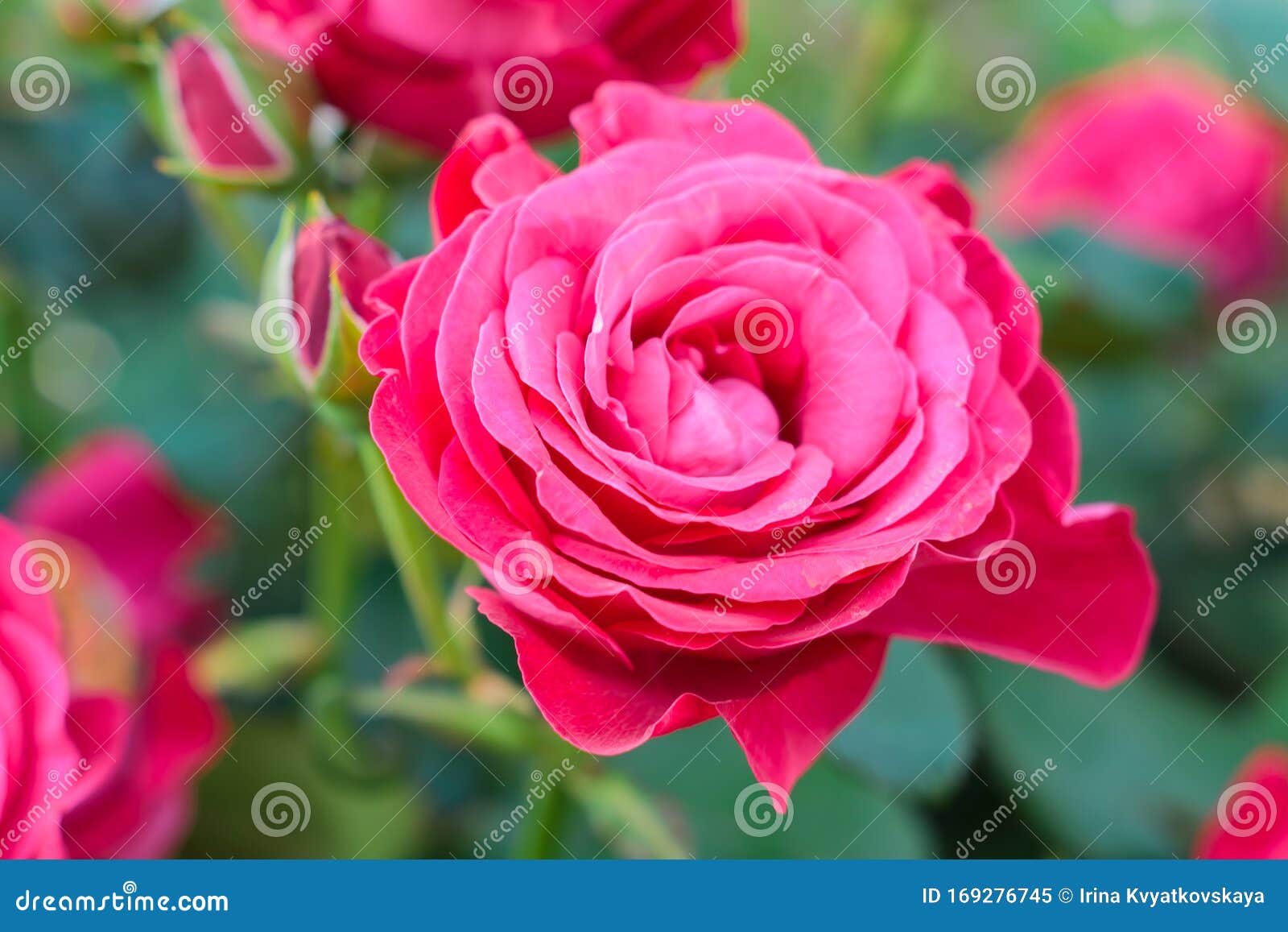 Beautiful Roses Garden. Close Up of Blooming Rose Flowers of Pink ...