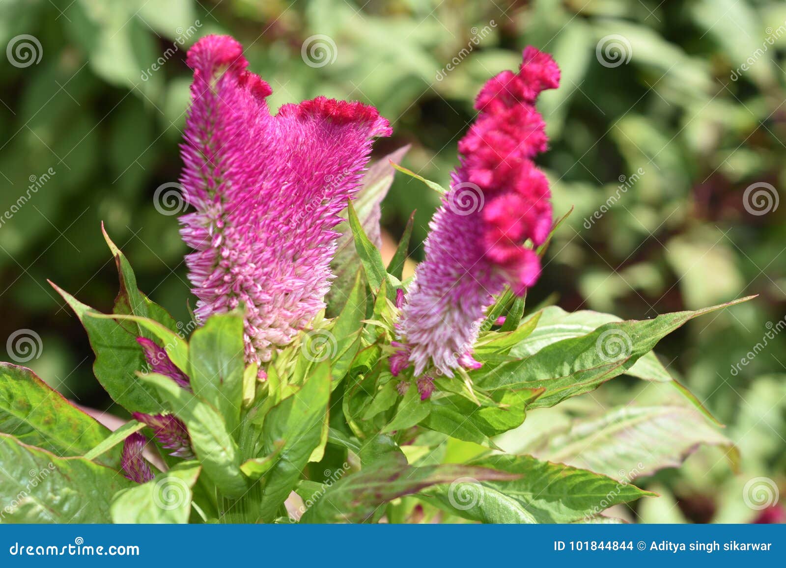 Nonliving Things Stock Photos Free & RoyaltyFree Stock Photos from