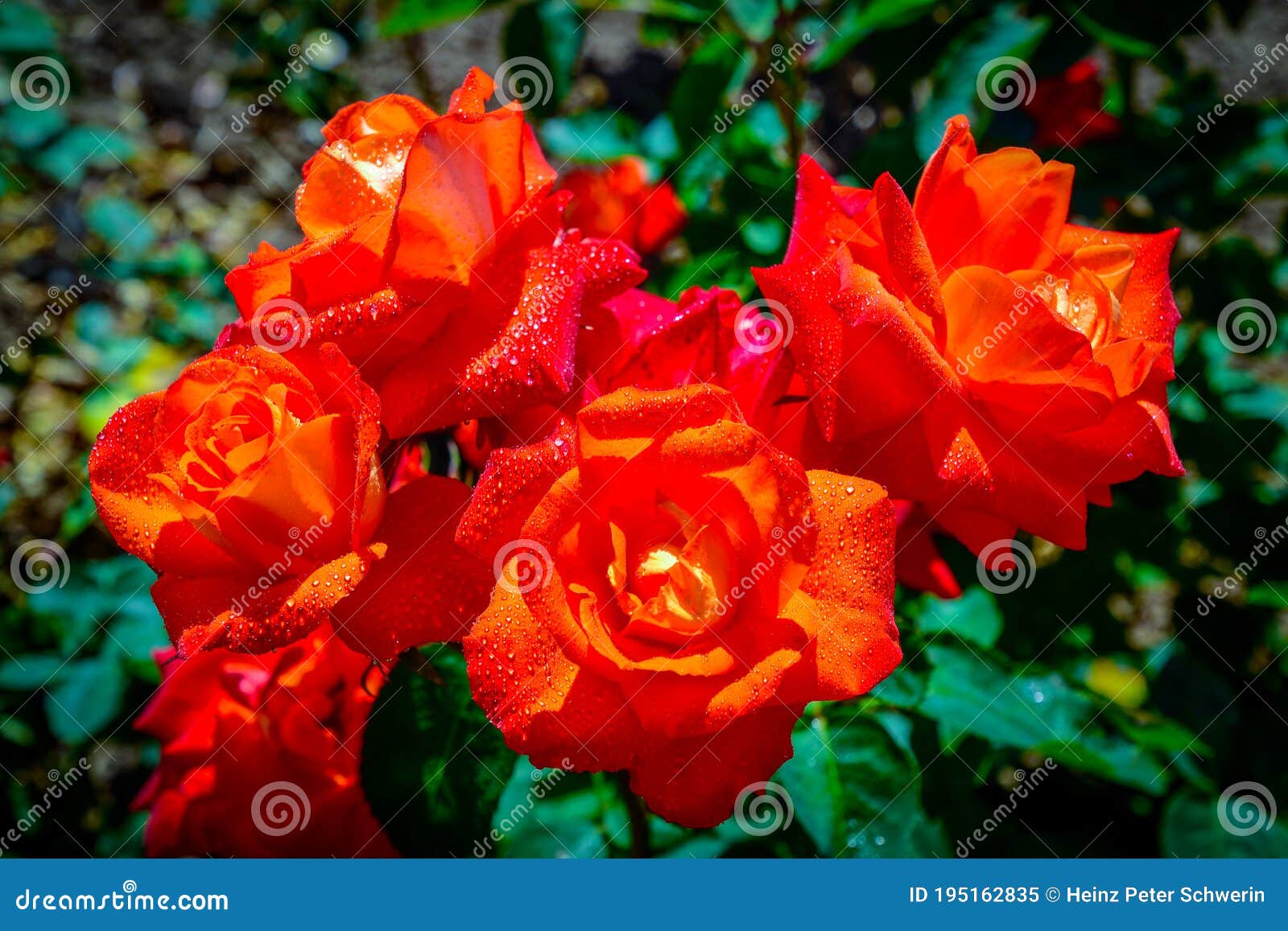 Beautiful Roses with Water Drops Stock Image Image of bouquet, shadows 195162835