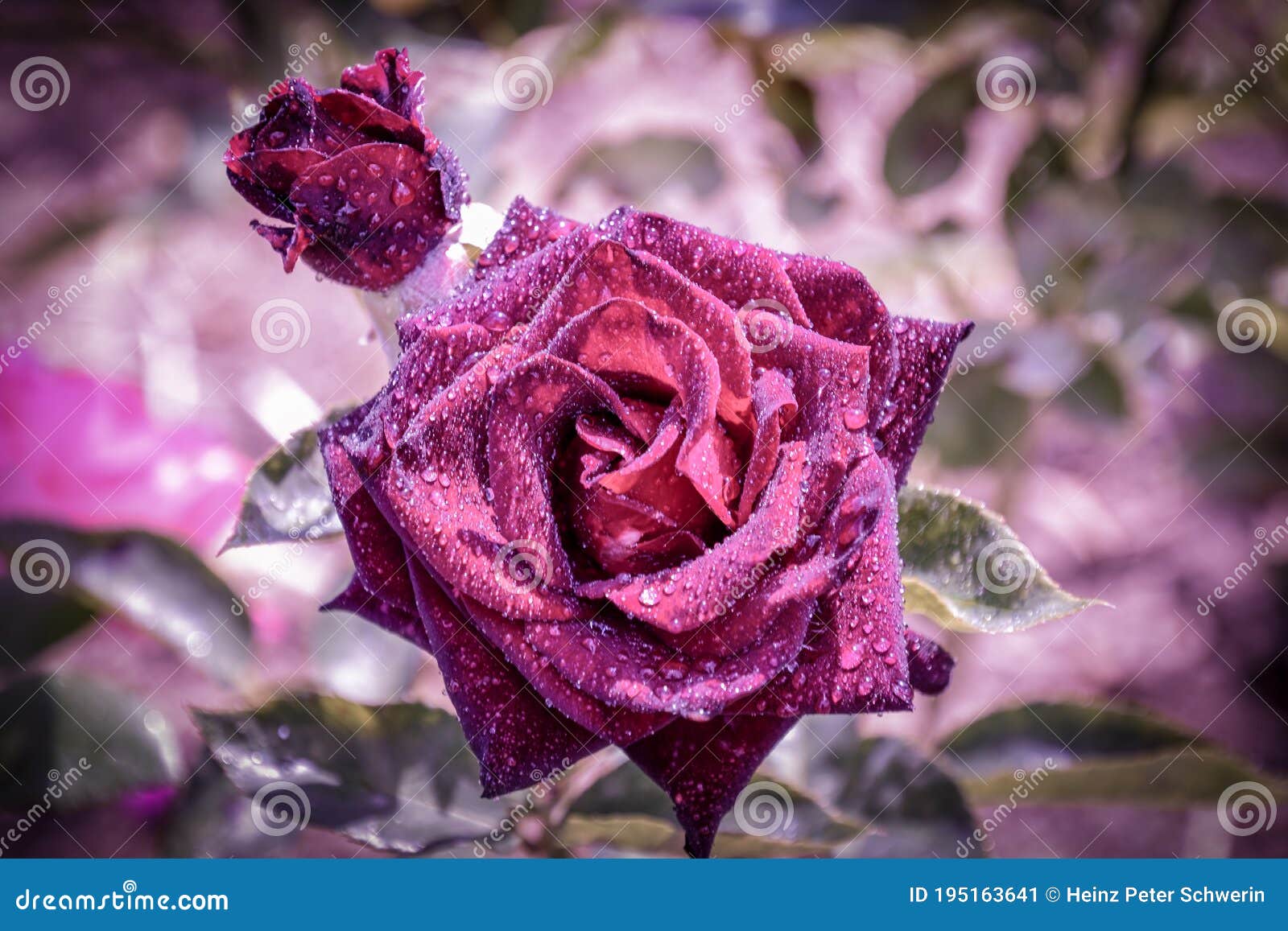 Beautiful Roses with Water Drops Stock Image Image of pink, flowers 195163641