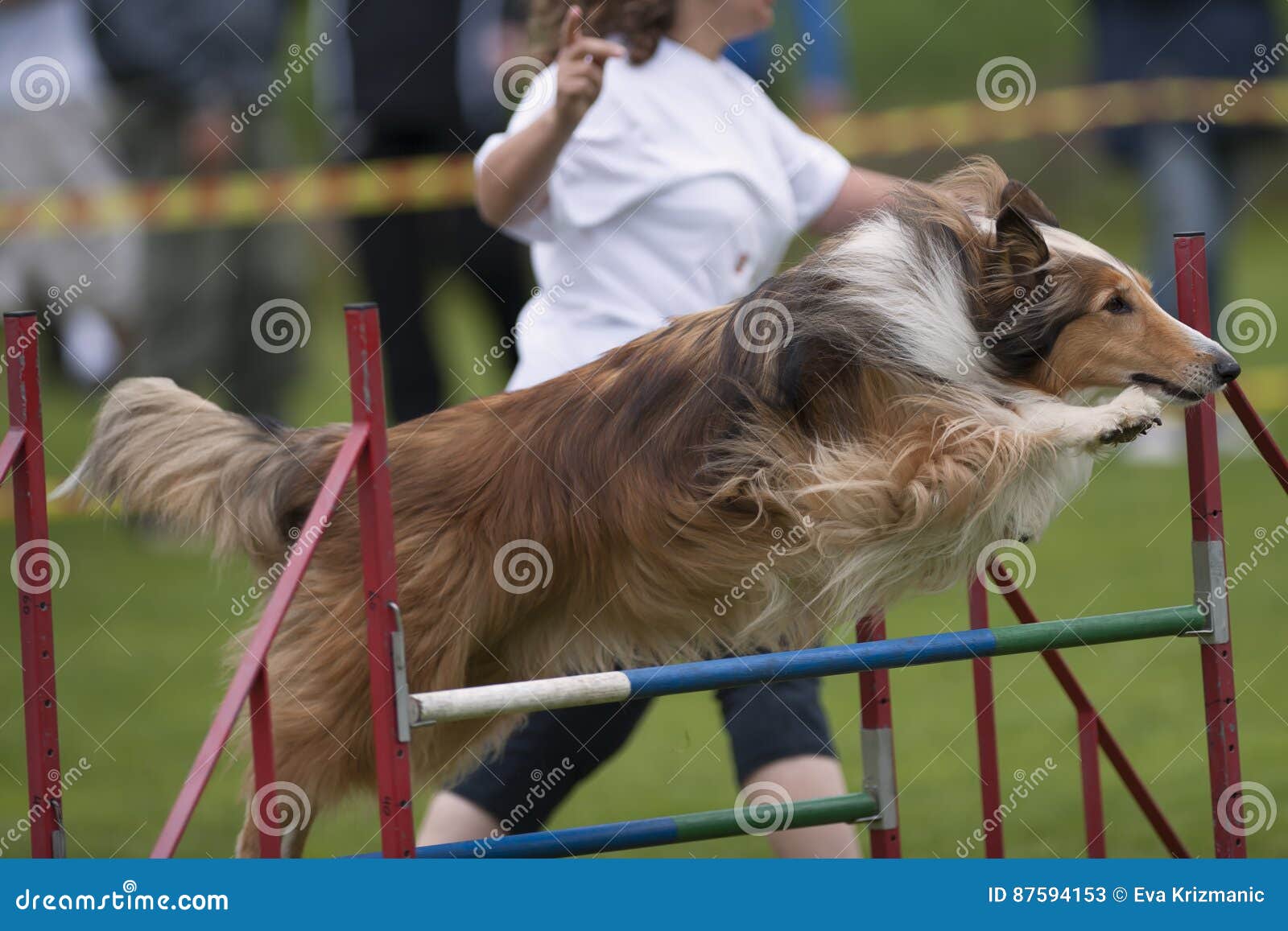 Beautiful Rough Collies Stock Image Image Of Conformity 87594153