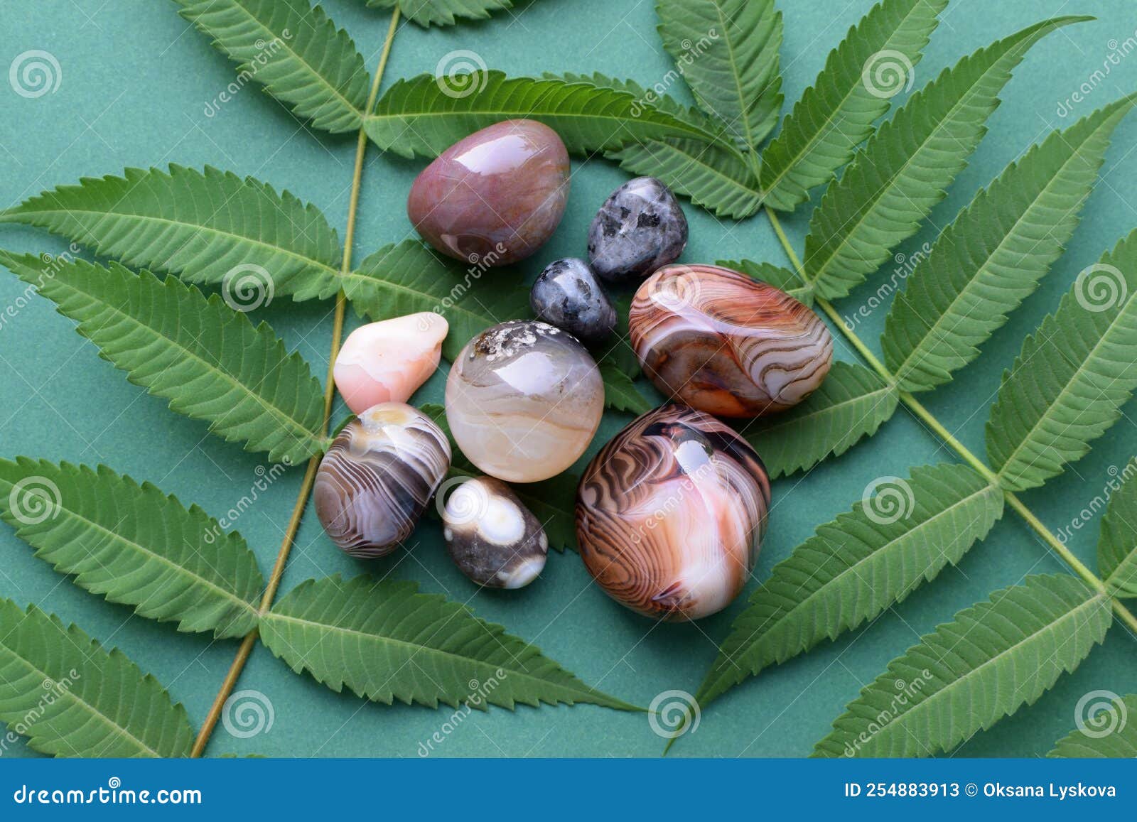 beautiful round stones of botswana agate with a green branch on a green background. healing crystals. flat lay, top view