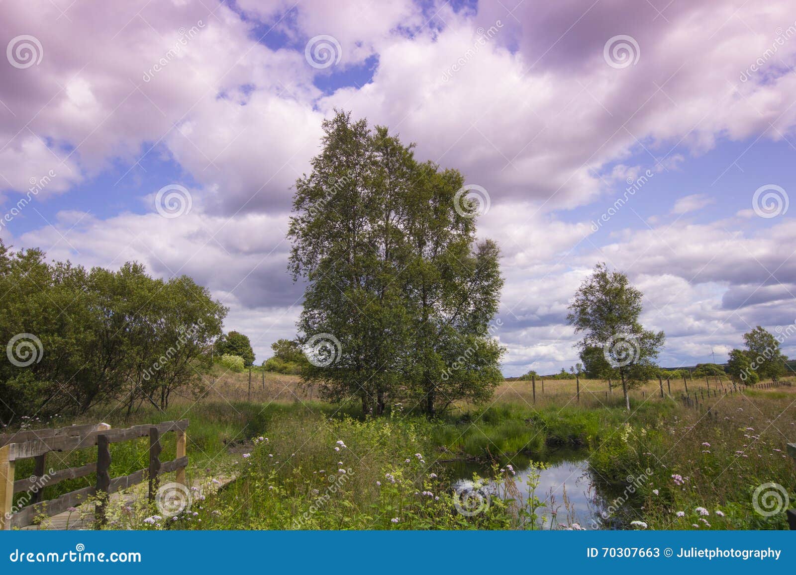 Beautiful Rural Landscape In Summer Stock Image Image Of Tree Green
