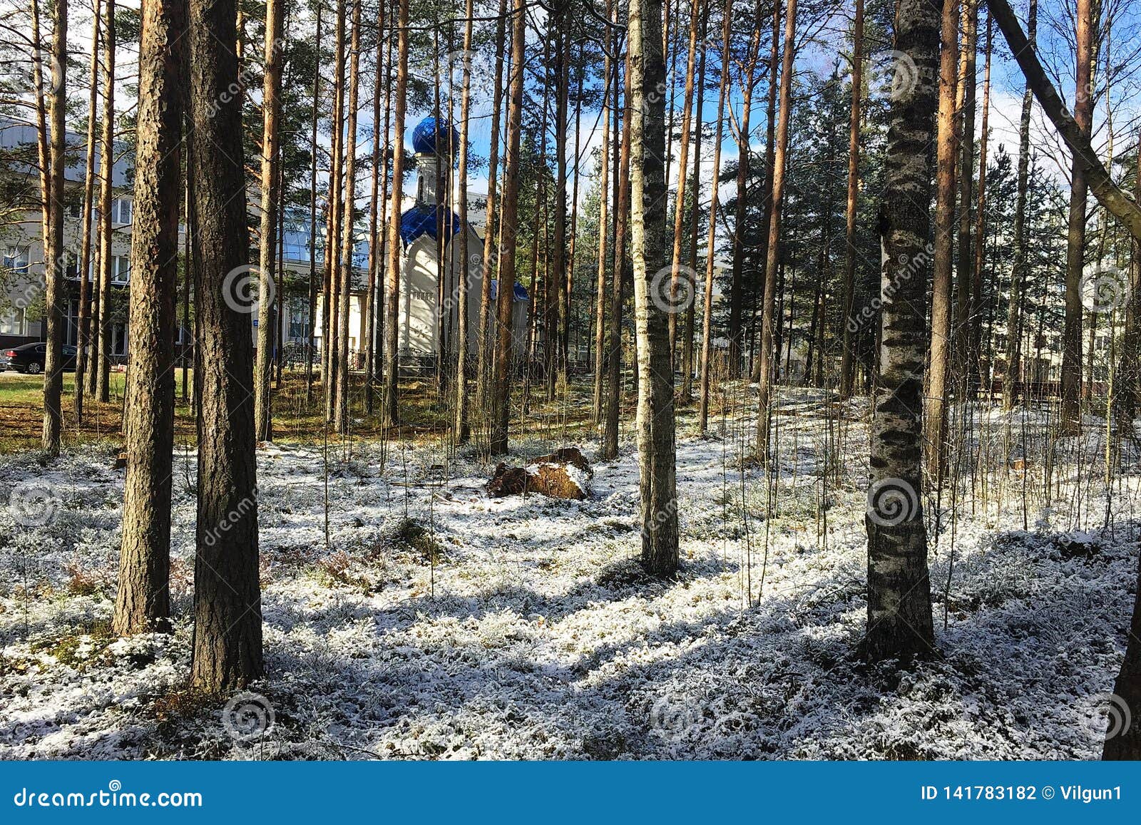 beautiful russian church in a pine grove. the sun`s rays on a frosty