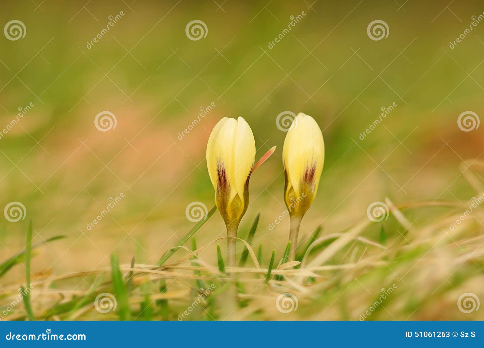 Beautiful Saffron Flowers Blossom in Spring Stock Image Image of