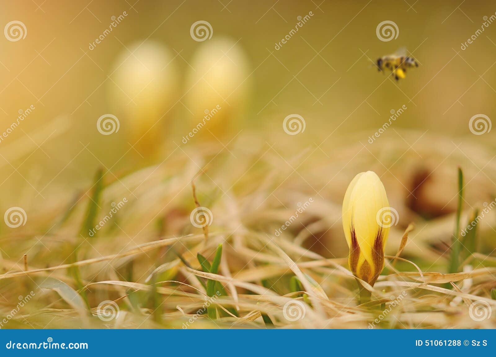 Beautiful Saffron Flowers Blossom in Spring Stock Photo Image of