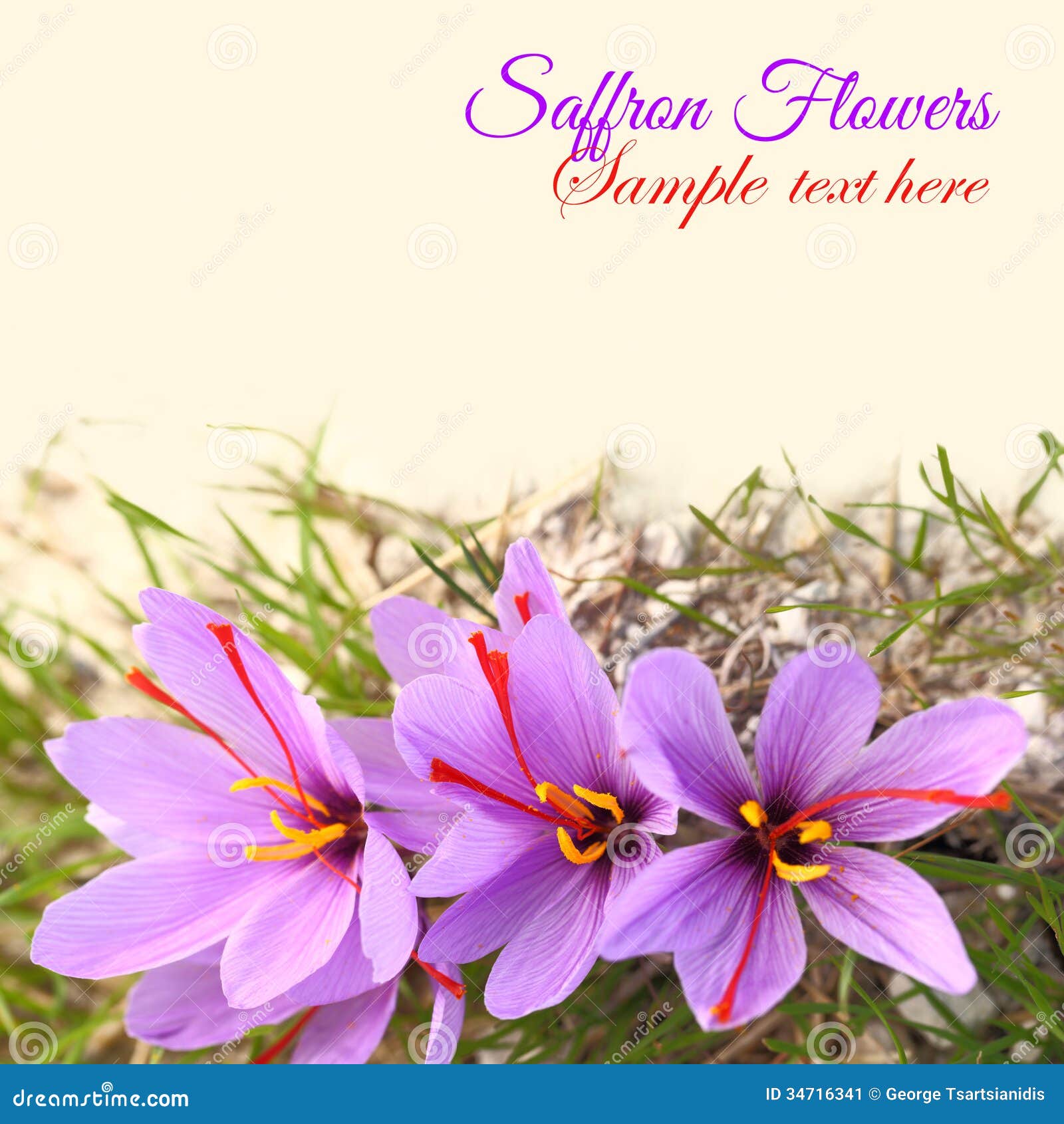 Beautiful saffron flowers with copy space for text