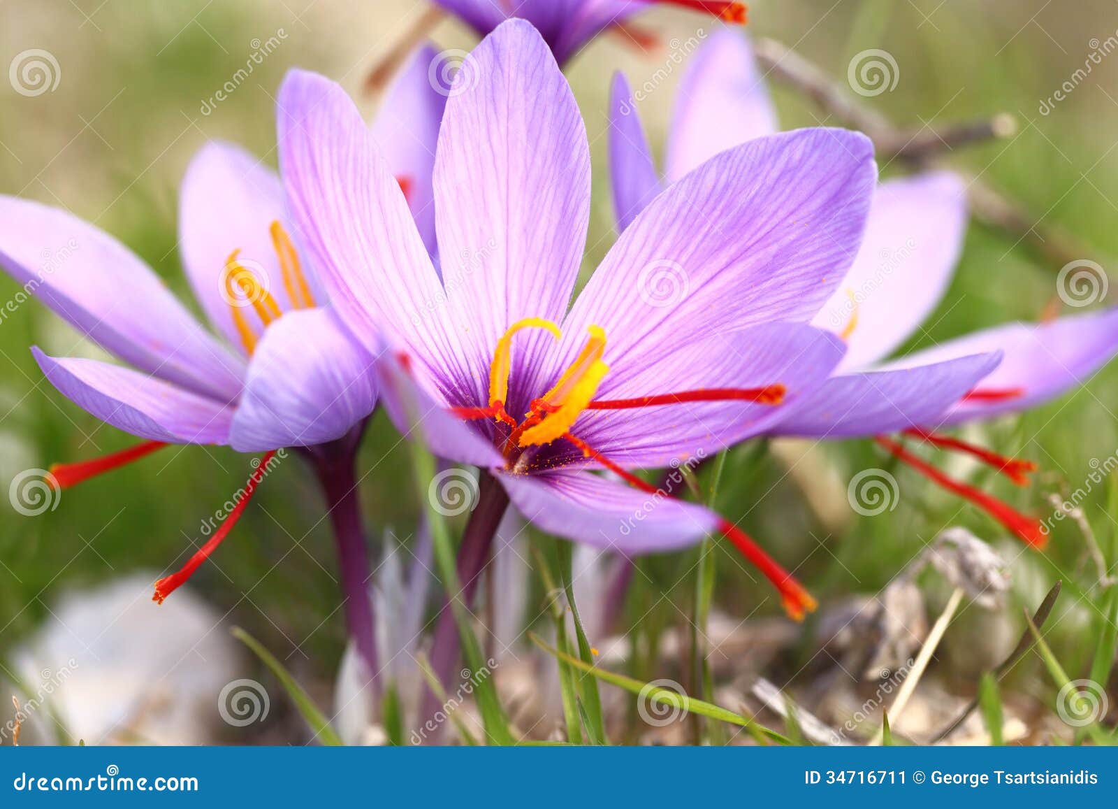 Beautiful saffron flowers stock image. Image of magenta 34716711