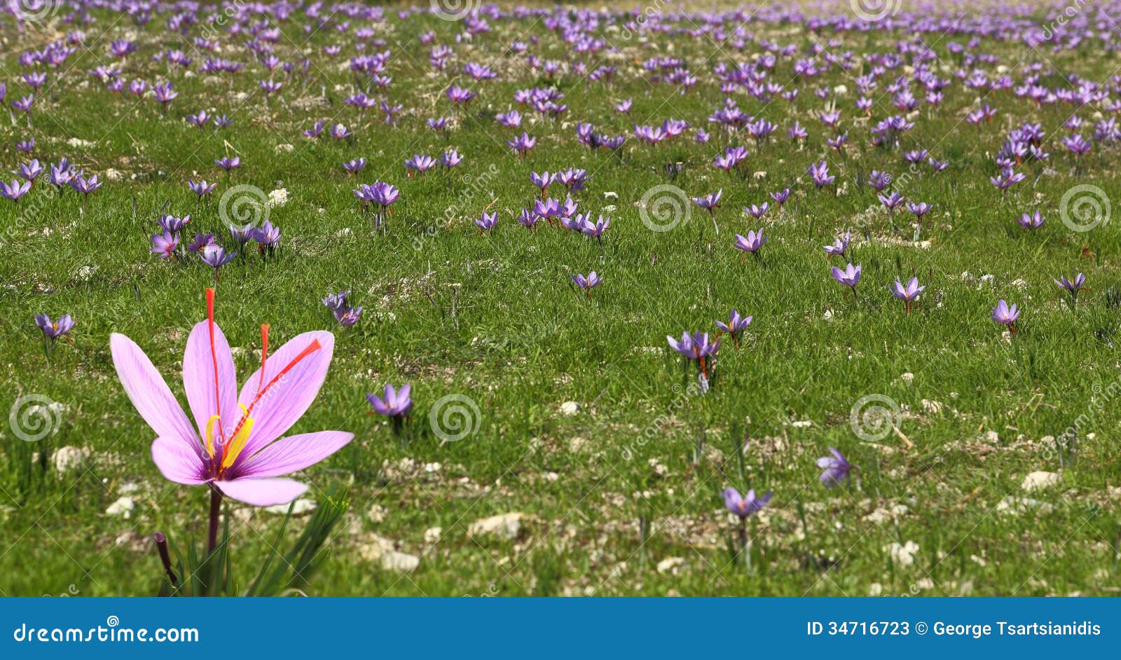 Beautiful saffron flowers stock image. Image of antioxidant 34716723