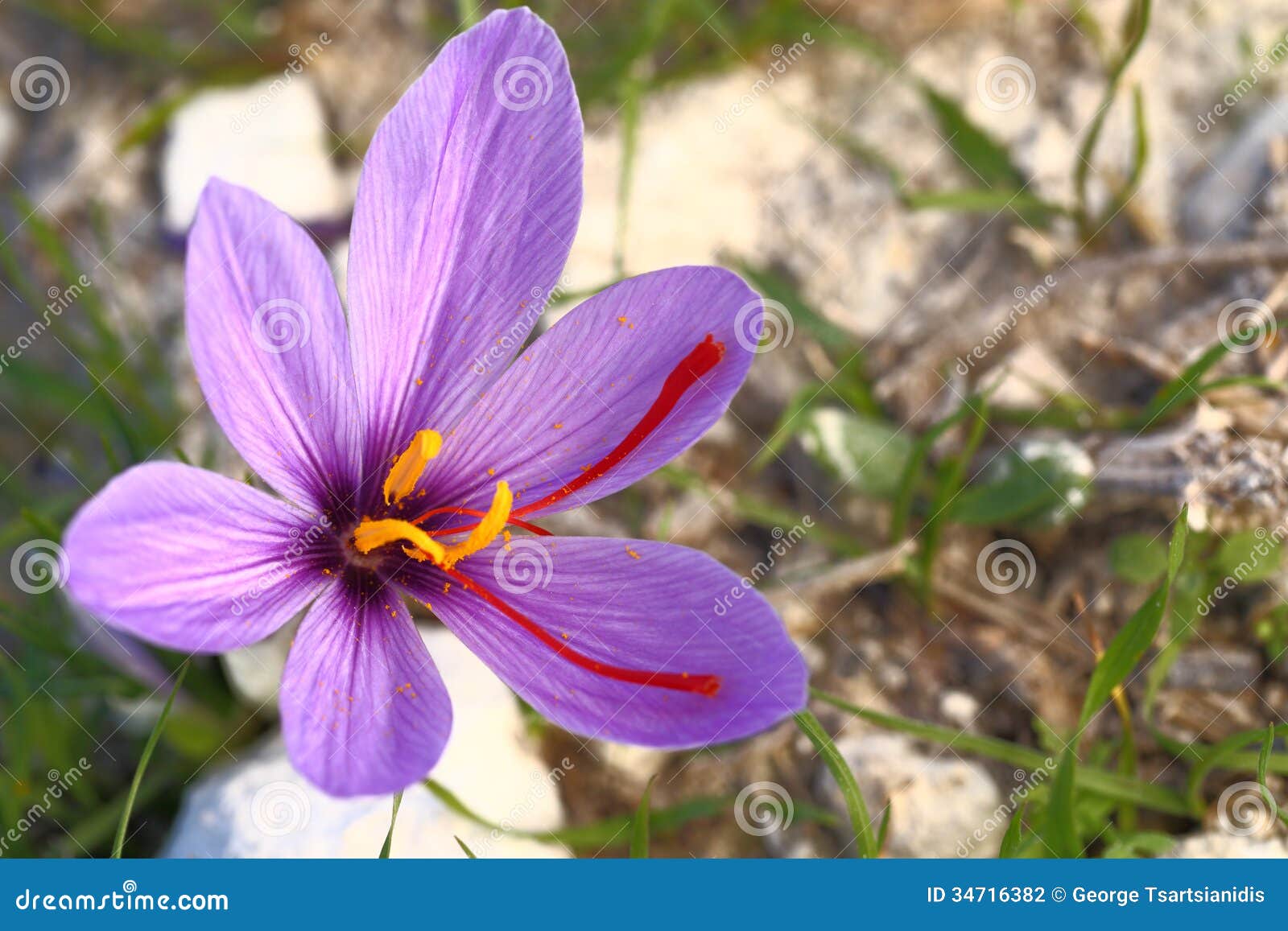 Beautiful saffron flowers stock photo. Image of growth 34716382