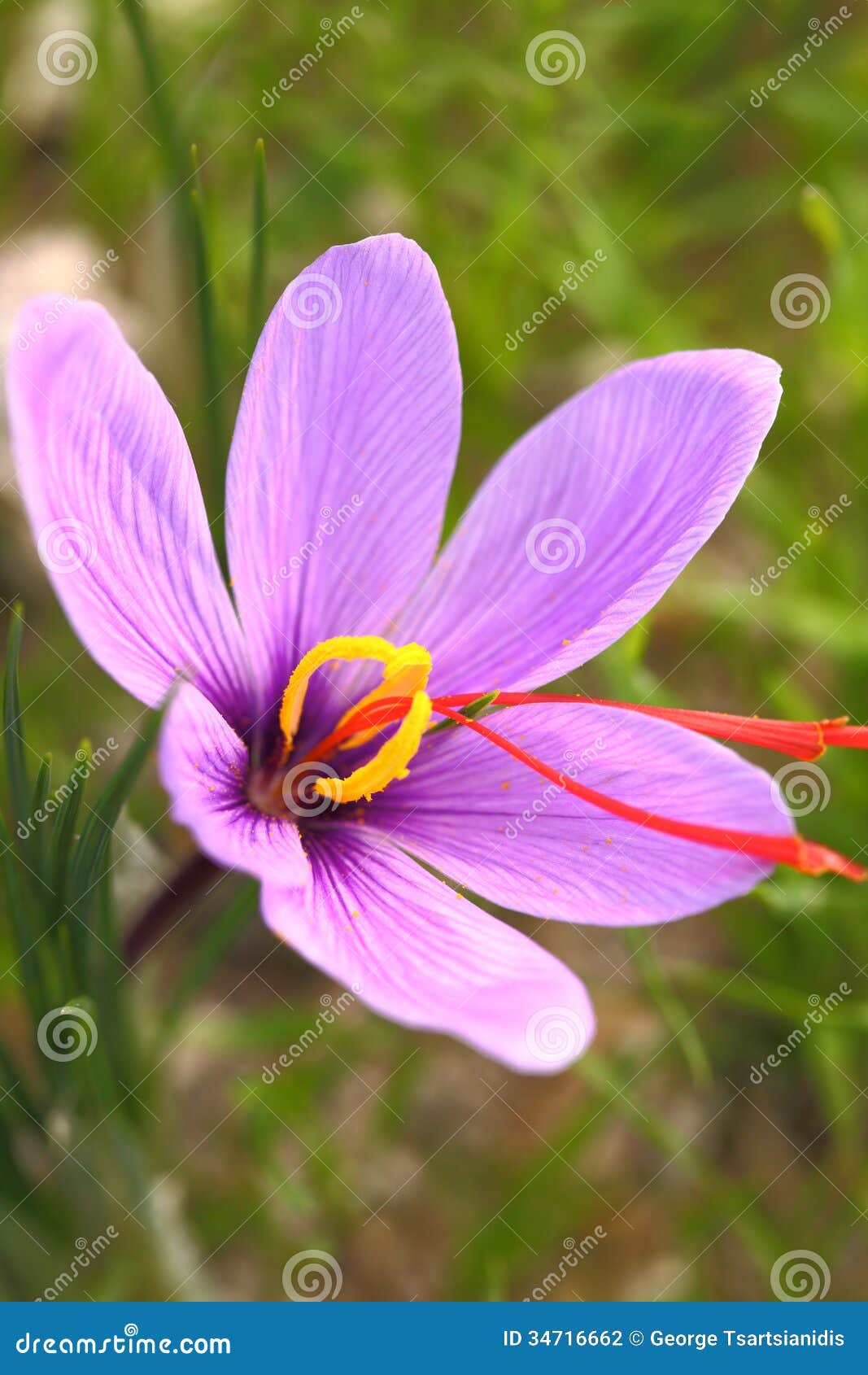 Beautiful saffron flowers stock photo. Image of food 34716662