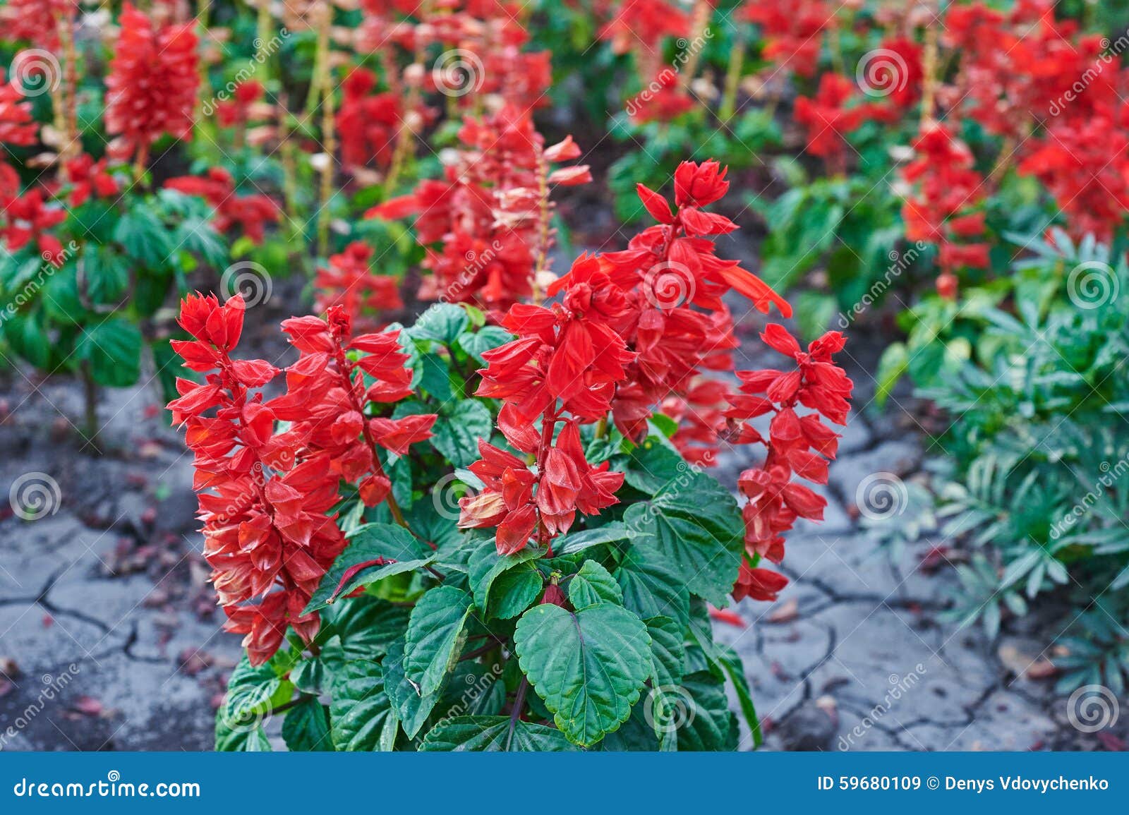 Beautiful sage red flowers stock image. Image of leaf 59680109