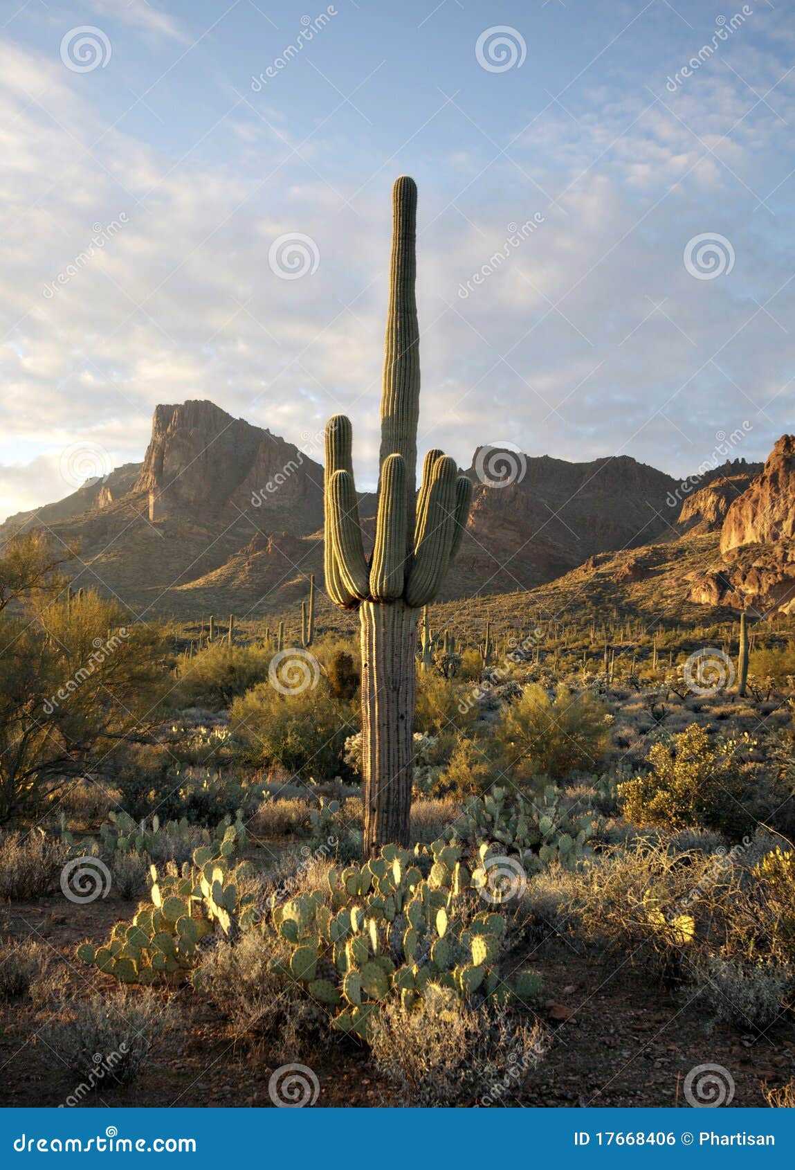 beautiful saguaro cactus sonoran desert