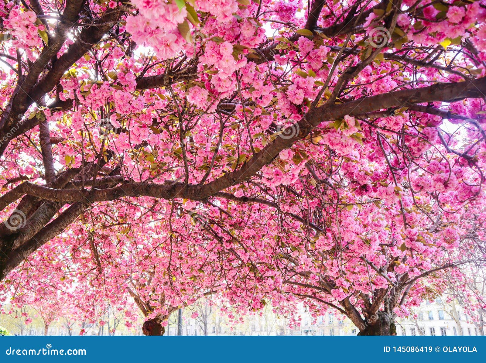 Beautiful Sakura or Cherry Trees with Pink Flowers in Spring Stock