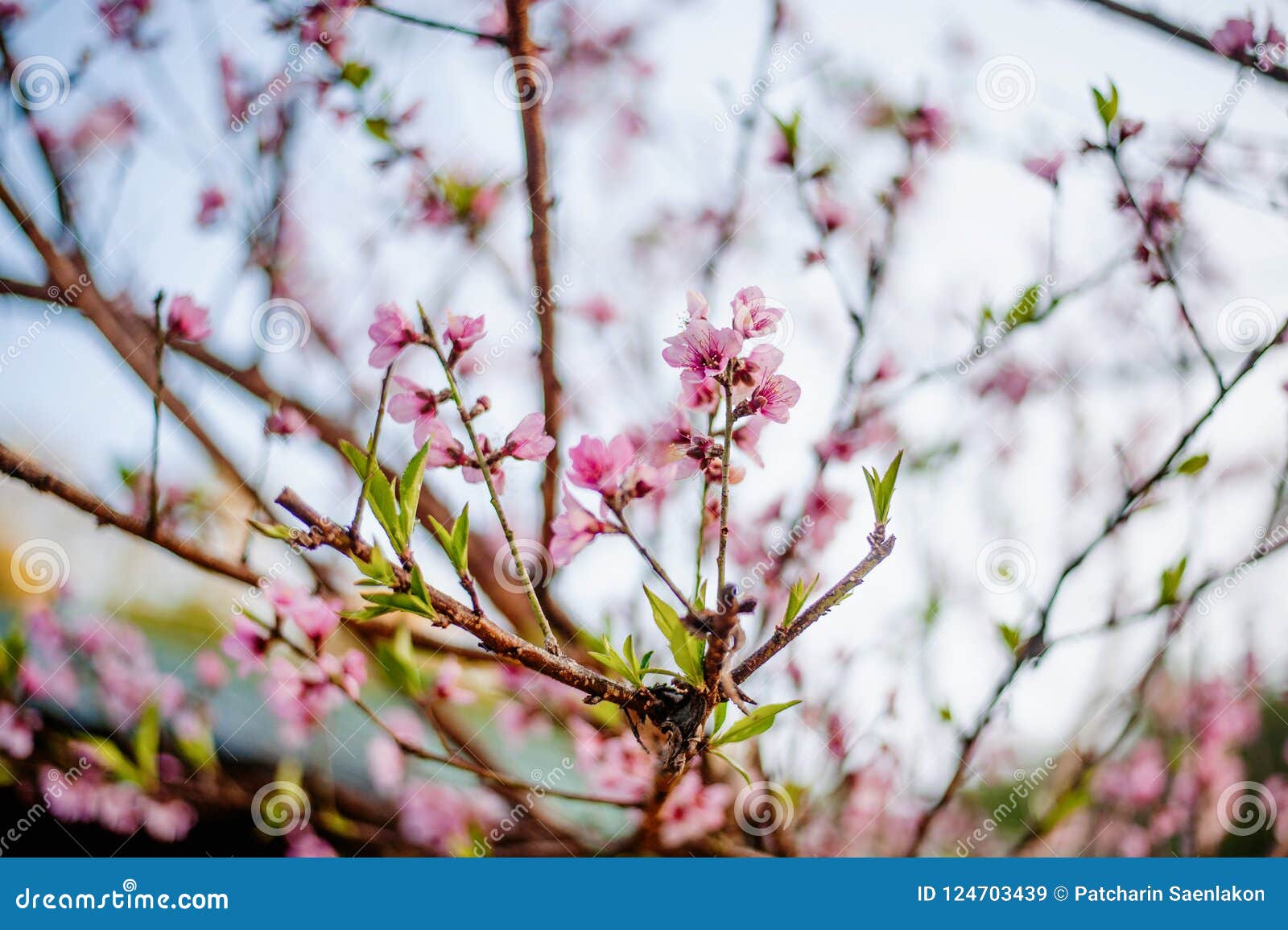 beautiful sakura trees in thailand like obuse-machi, nagano pref