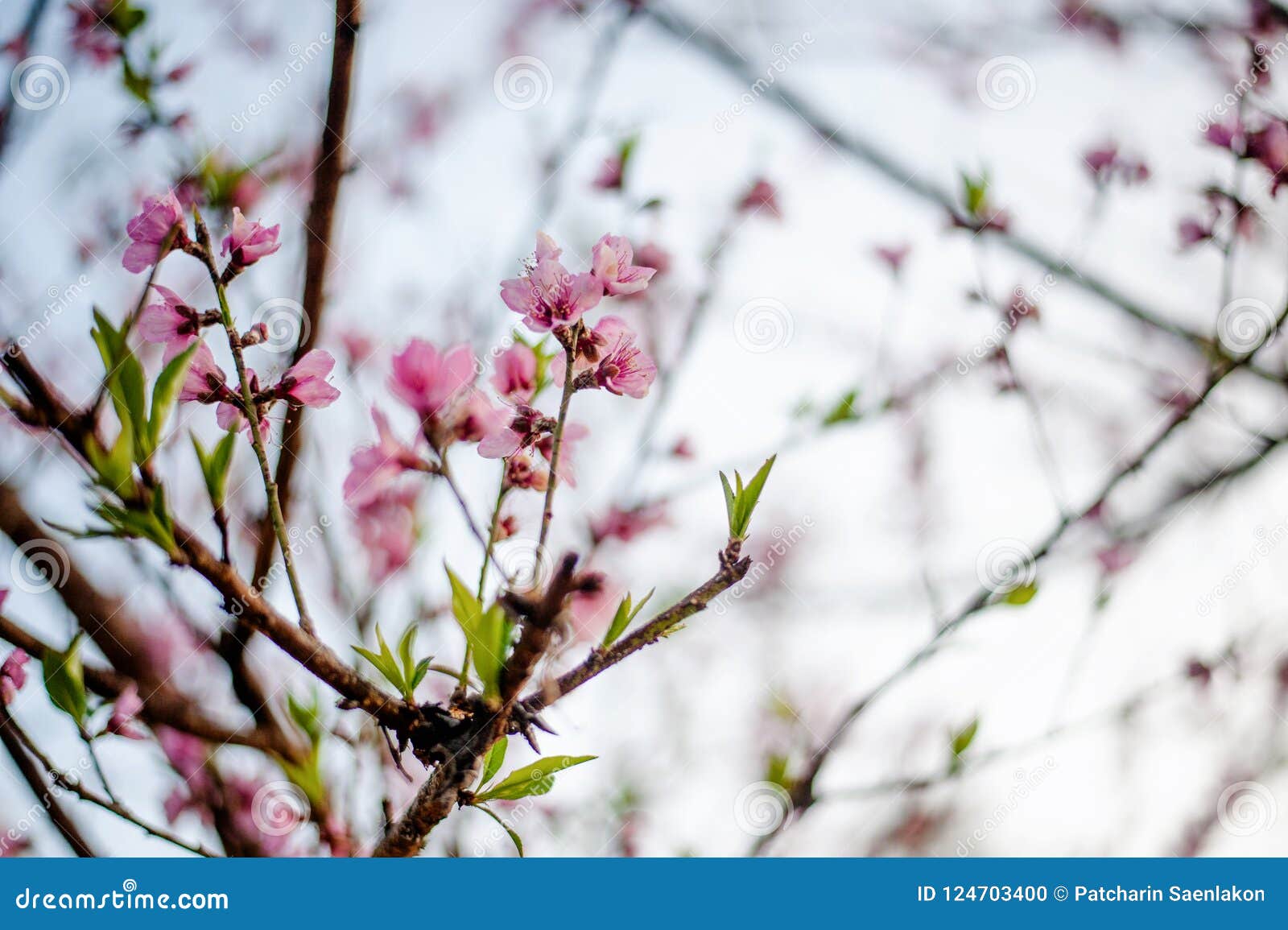 Beautiful Sakura Trees in Thailand Like Obuse-machi, Nagano Pref Stock ...