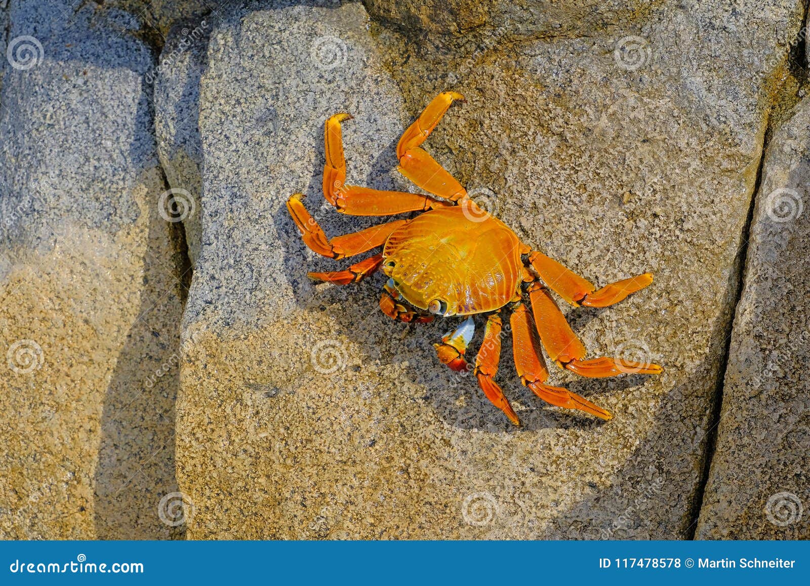 beautiful sally lightfoot crab, grapsus grapsus, on rocks, pacific ocean coast, tocopilla, chile