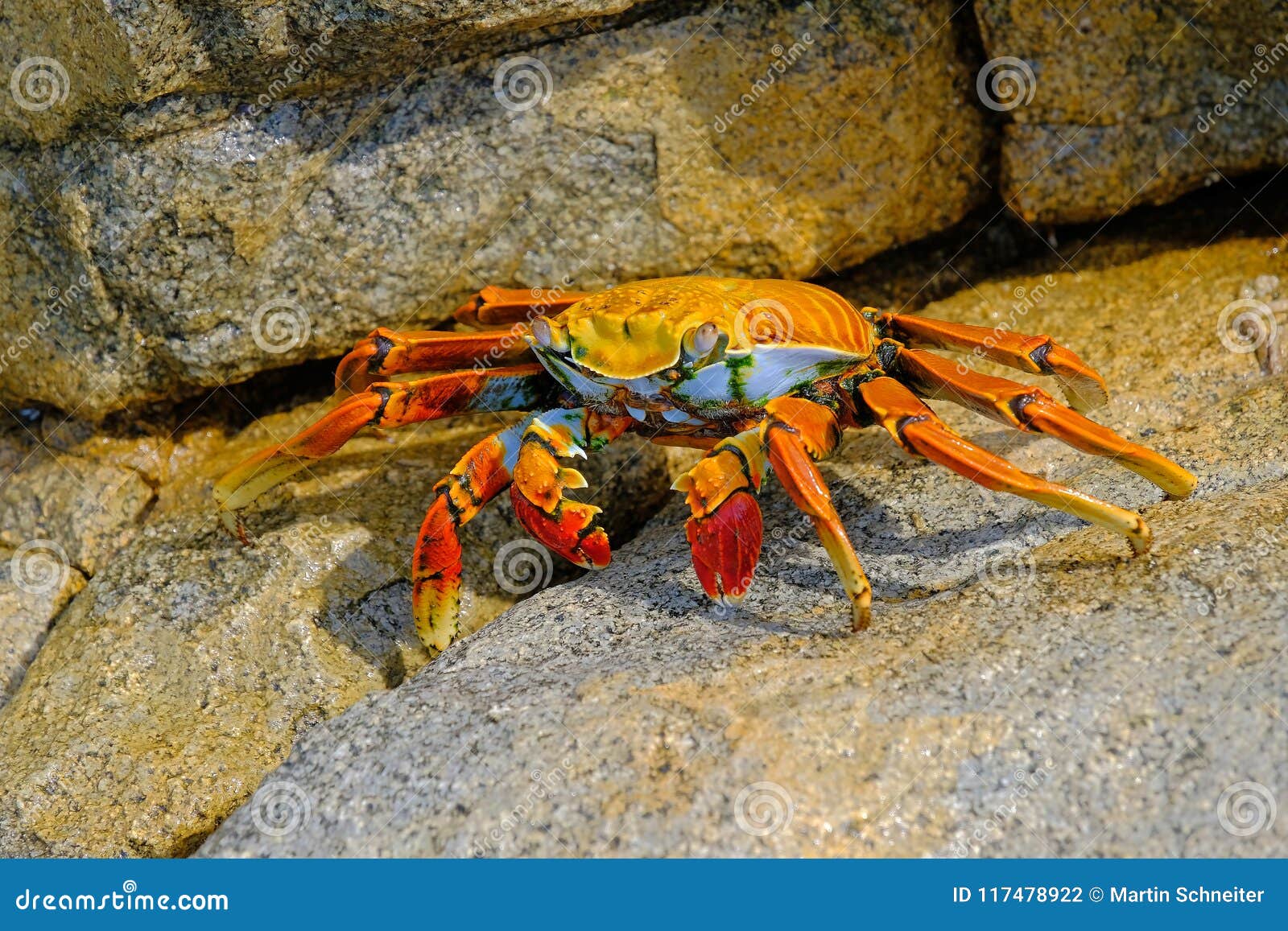 beautiful sally lightfoot crab, grapsus grapsus, on rocks, pacific ocean coast, tocopilla, chile