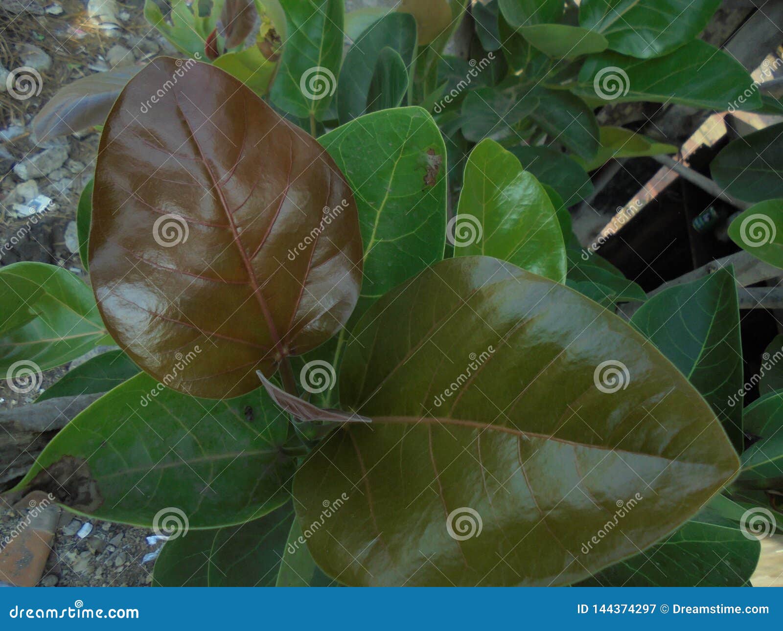 sapling of baby banian plant
