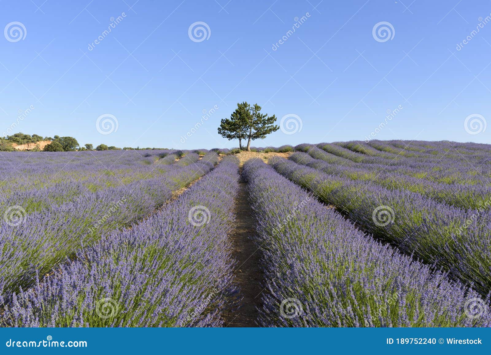 Beautiful Scene of a Lavender Field with a Single Tree and Clear Sky in ...