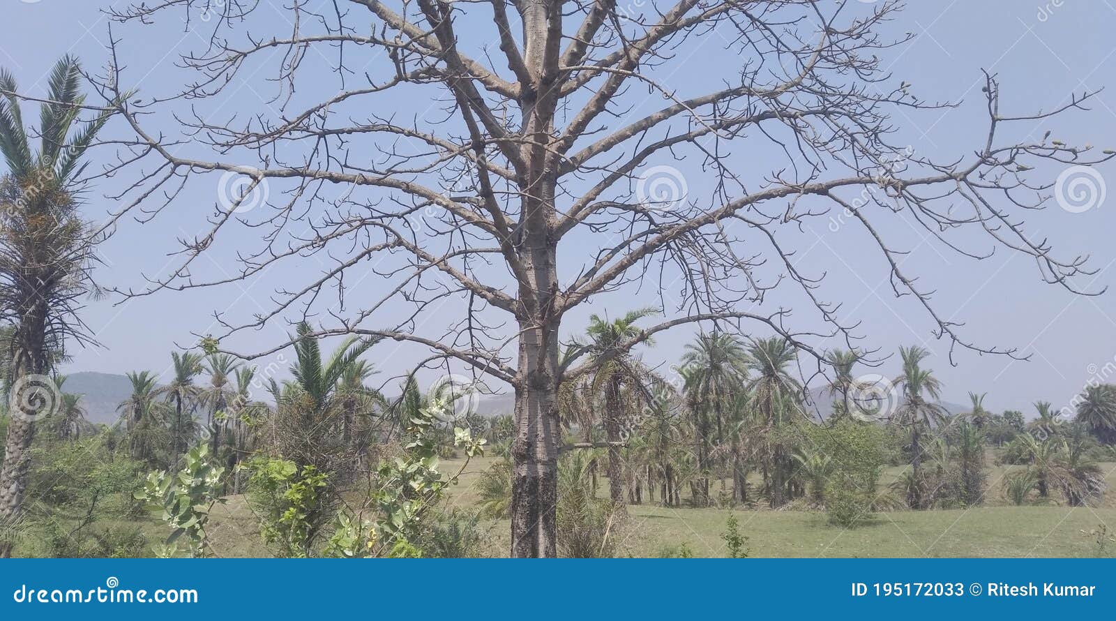 Beautiful Scene of Trees in Summer Season, India Stock Image ...