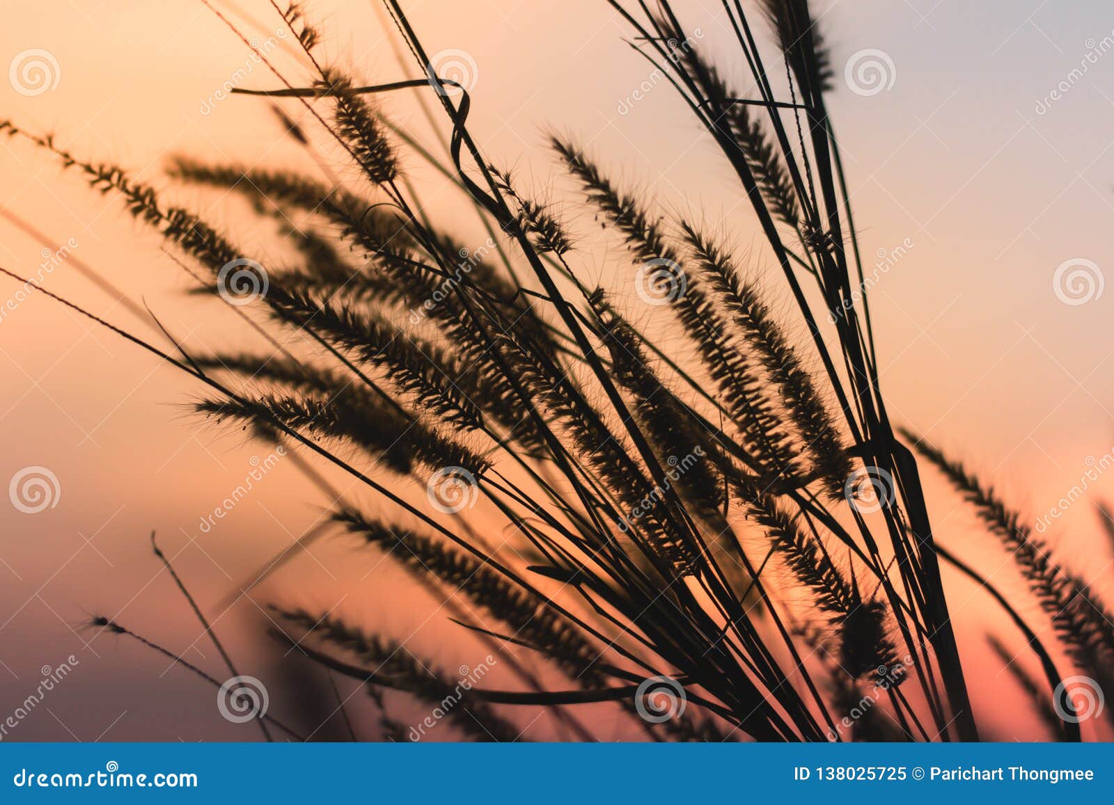 Beautiful Scene with Waving Wild Grass at Beautiful Romantic Sunset