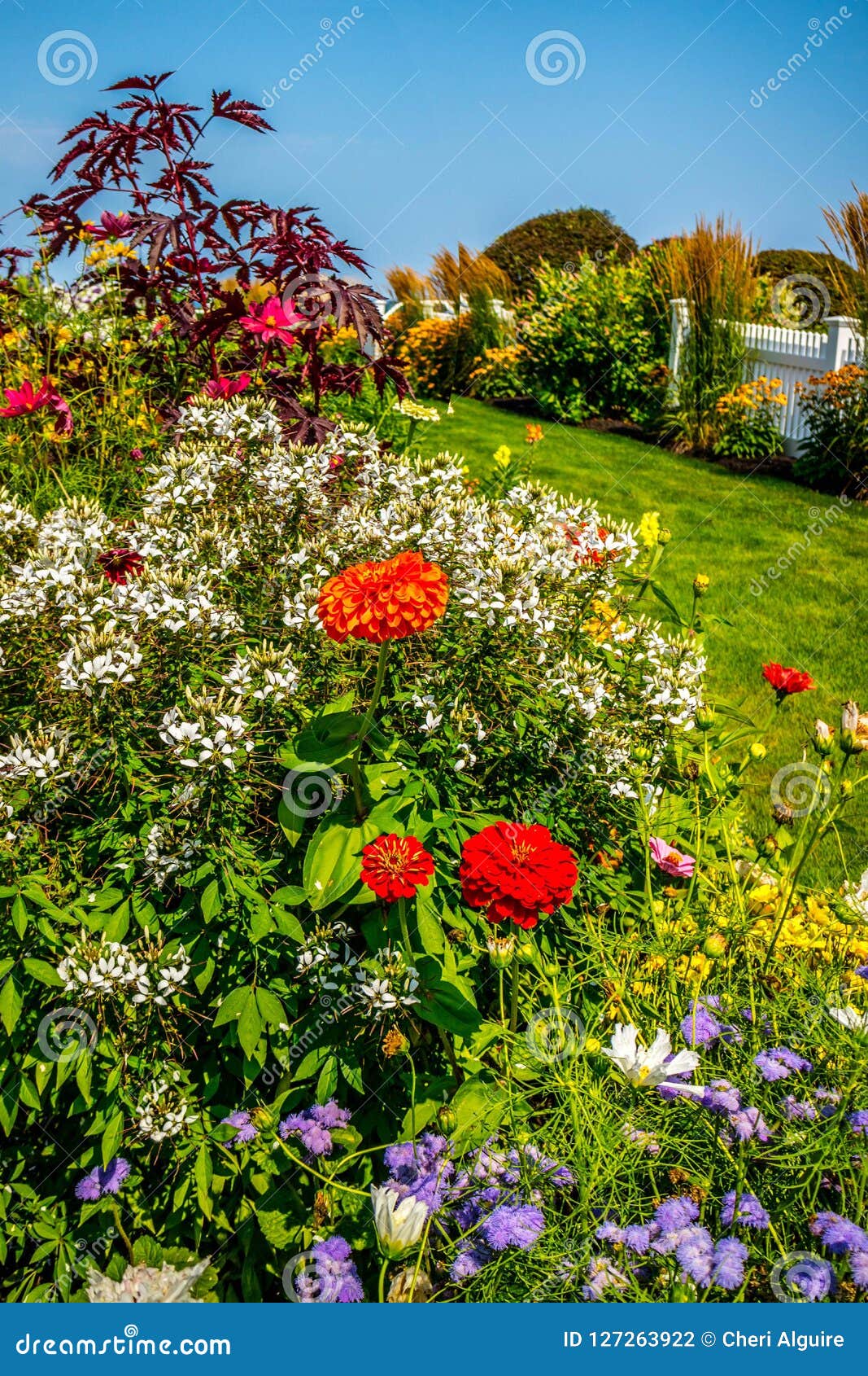 Different Types of Flower in the Yard of Ogunquit, Maine Stock Photo