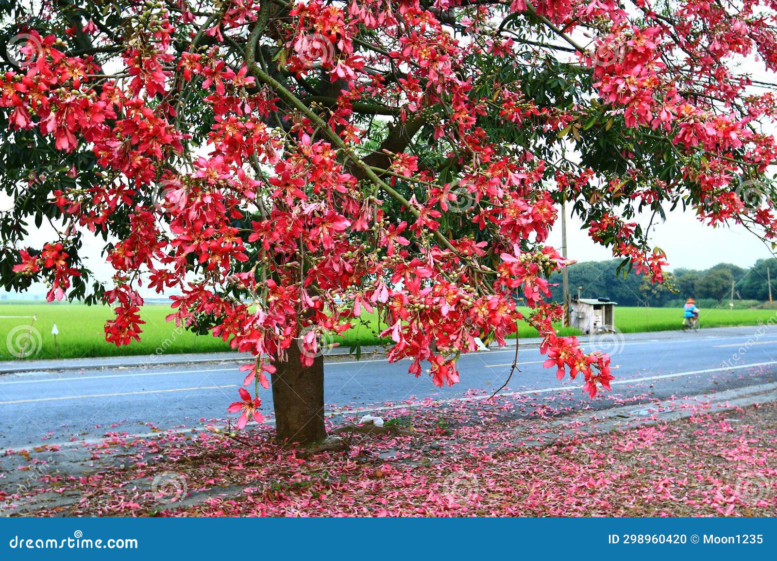 Beautiful Scenery with Flosssilk Tree or Silk Floss Tree and Road