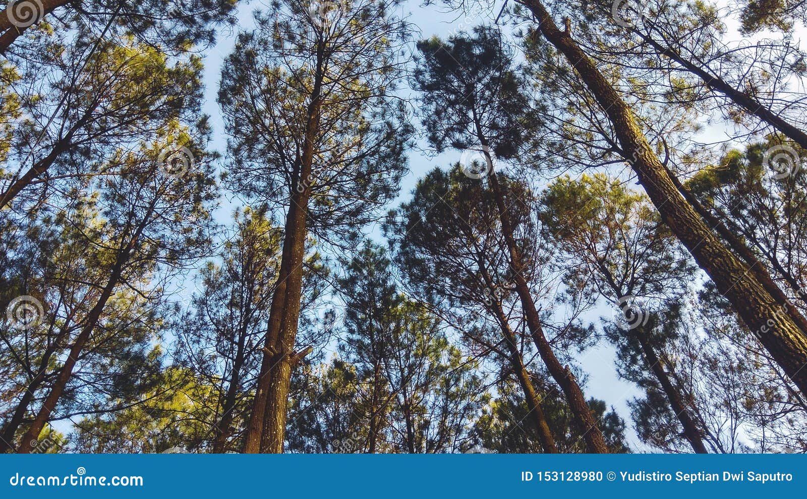 https www dreamstime com beautiful scenery indonesian pine forest wallpaper desktop background beautiful scenery indonesian pine forest image153128980