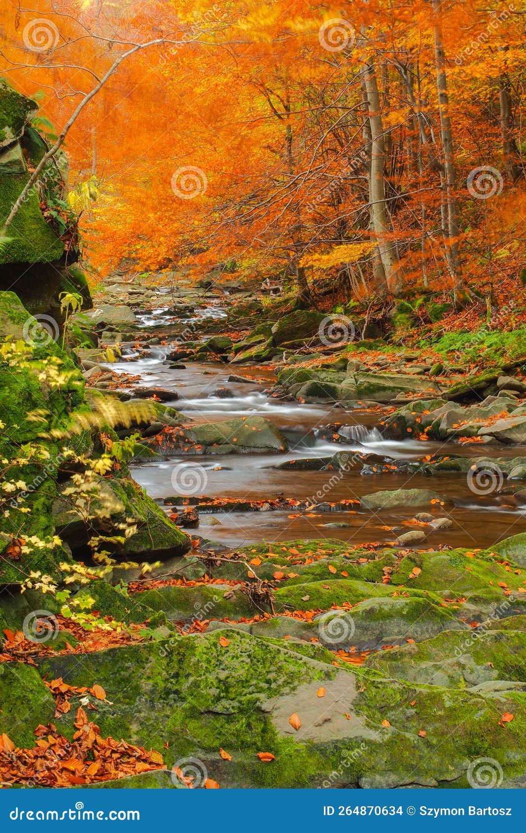 beautiful scenery of a mountain stream. rocky thresholds in prowcza stream. bieszczady national park