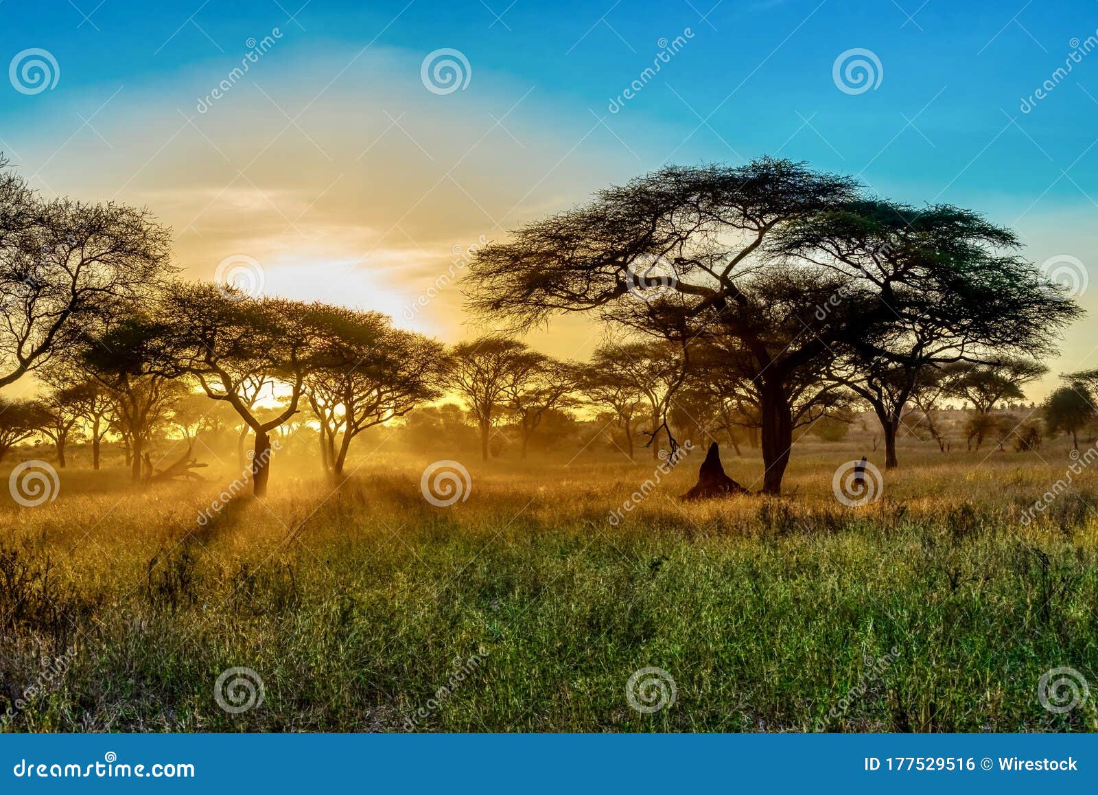 Beautiful Scenery of the Trees in the Savanna Plains during Sunset -  Perfect for Background Stock Photo - Image of african, beautiful: 177529516