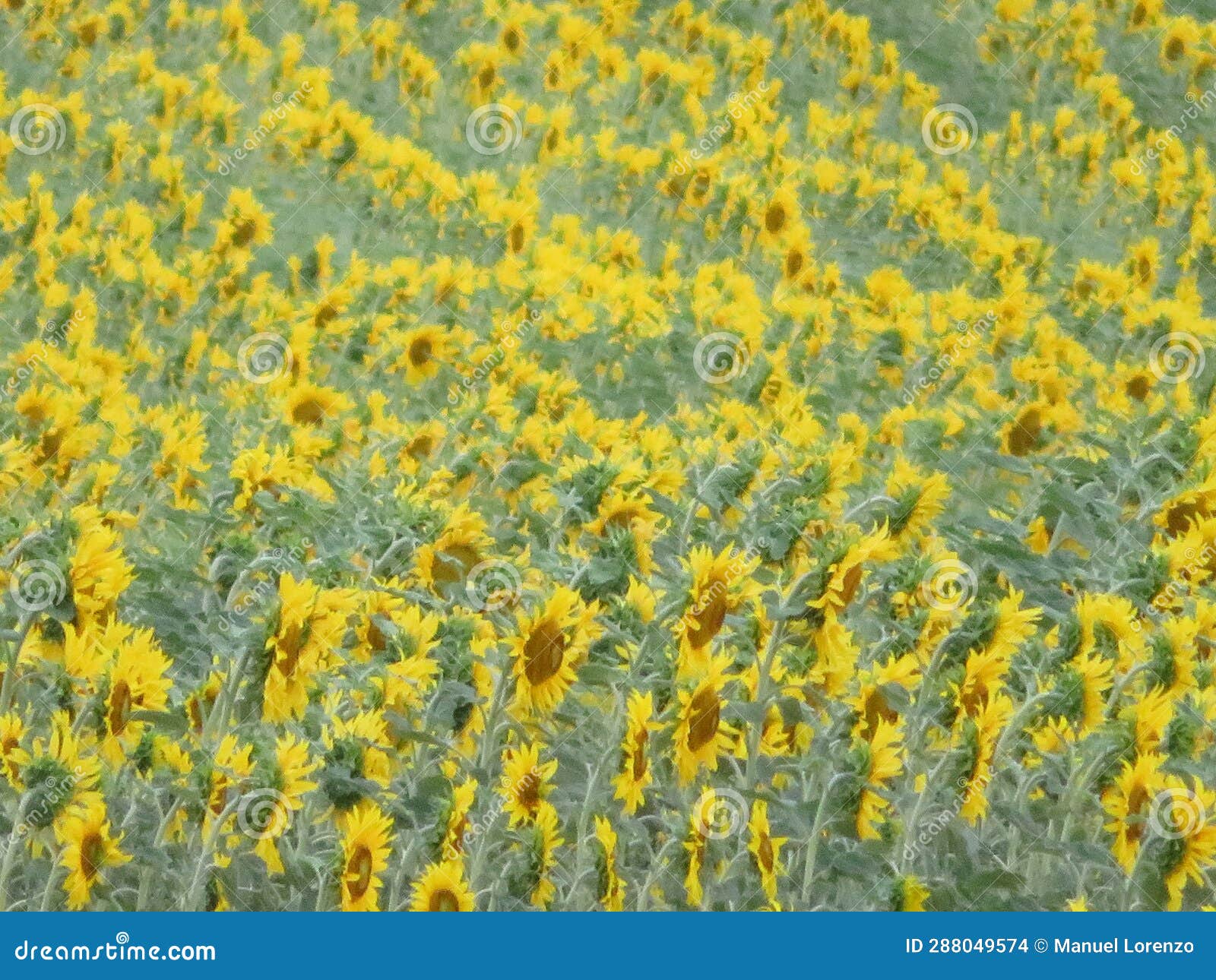 beautiful scenery with yellow sunflowers flowers big pipes