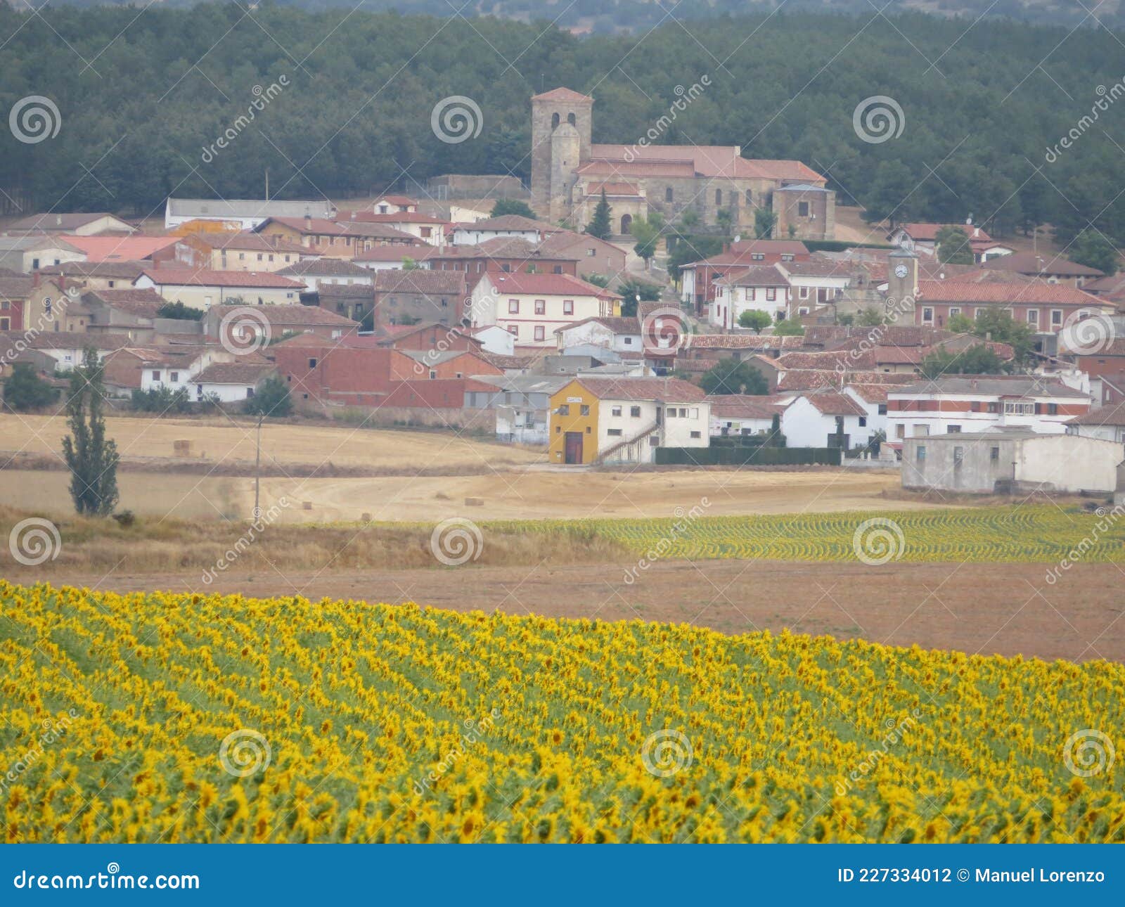 beautiful scenery with yellow sunflowers flowers big pipes