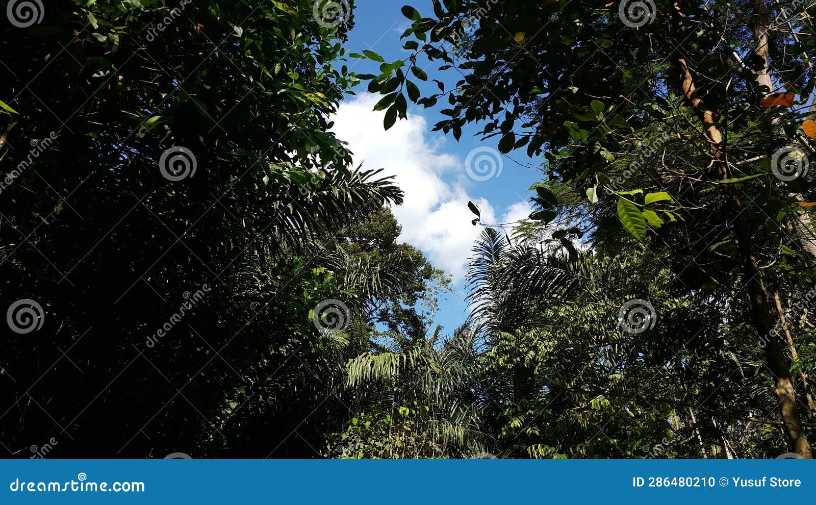 Beautiful Scenic Background in Forest Stock Photo - Image of mist