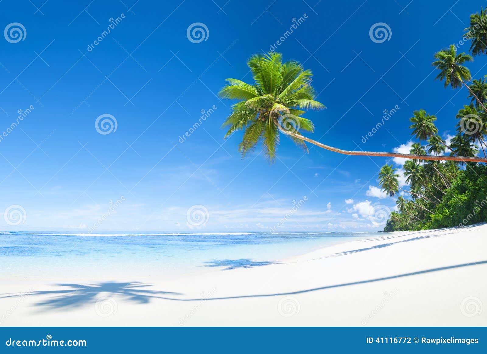 Beautiful Scenic Beach with Palm Tree Stock Photo - Image of climate ...