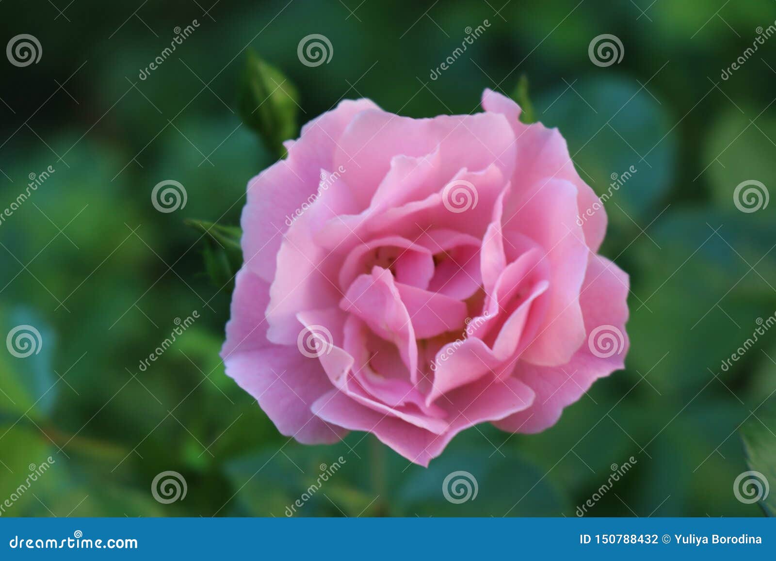 Beautiful Scented Pink Roses Bloom in the Garden Stock Photo - Image of ...