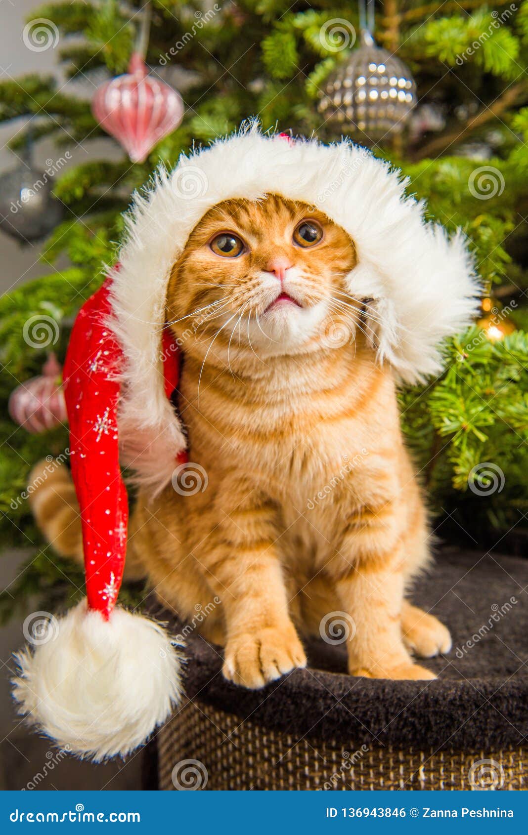 beautiful scottish fold red cat in santa hat near christmas tree